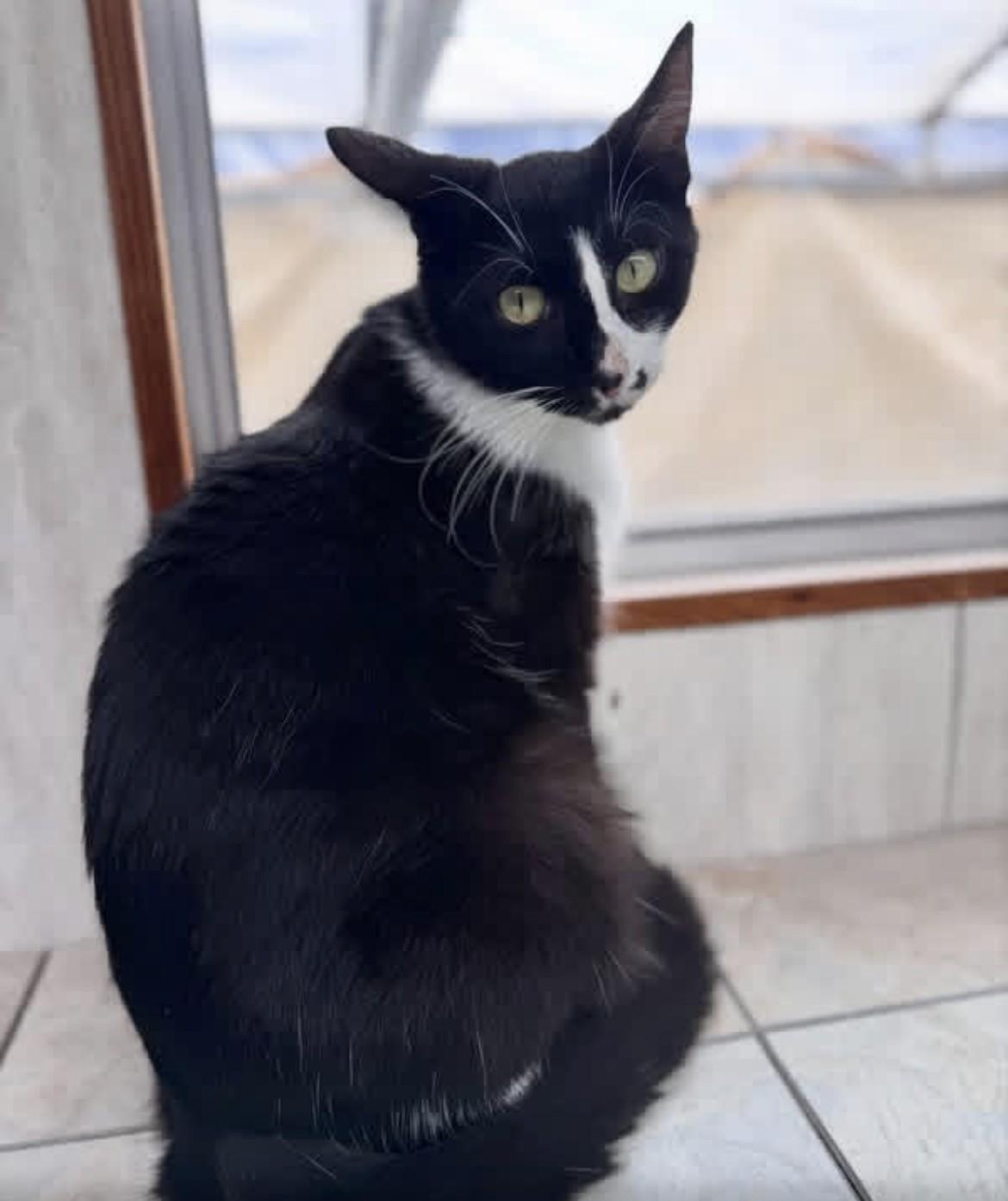 Enlarge Jelly Bean, a ADOPTABLE Domestic Short Hair in Ruskin, FL image 3/3