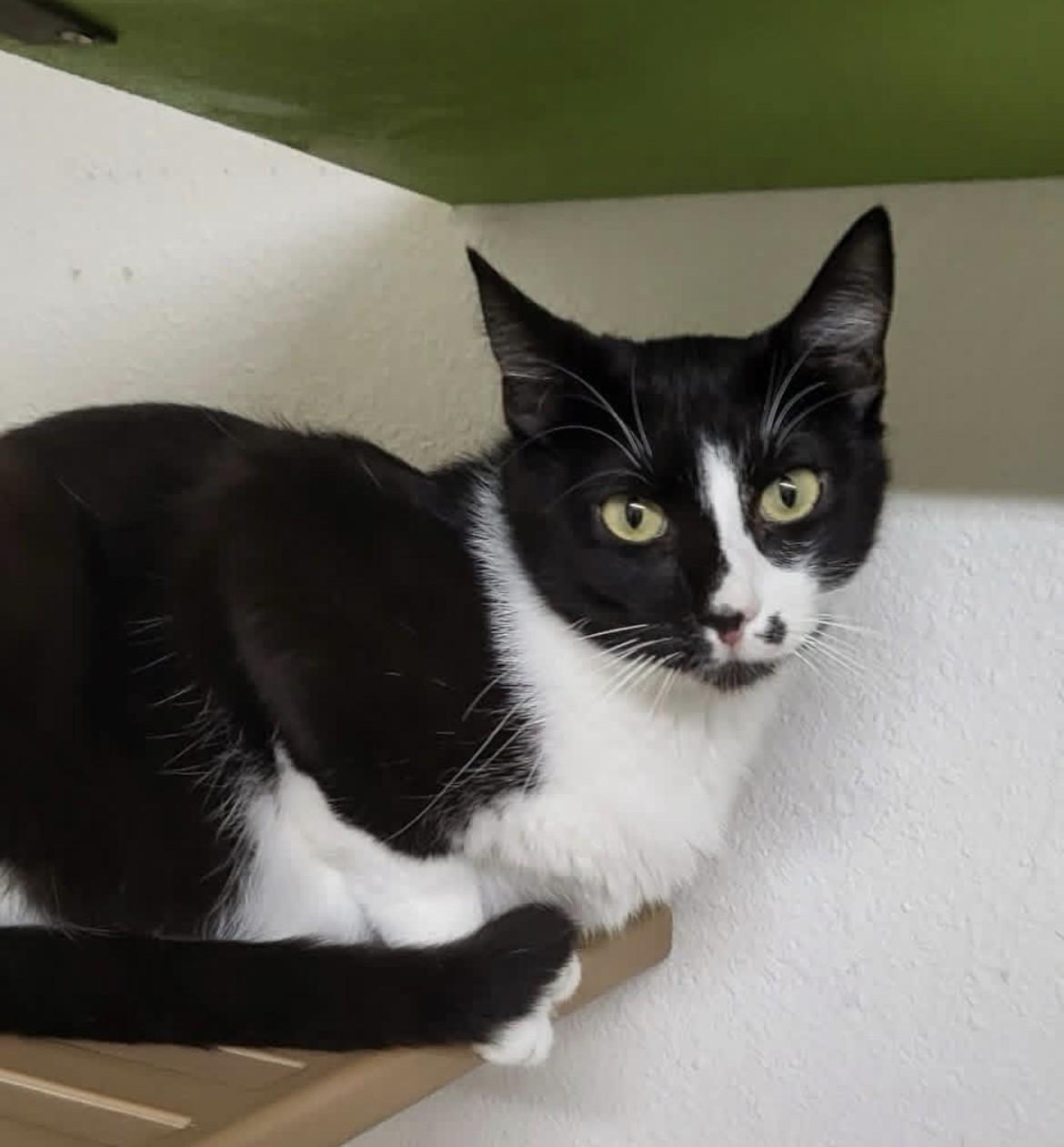 Enlarge Jelly Bean, a ADOPTABLE Domestic Short Hair in Ruskin, FL image 2/3