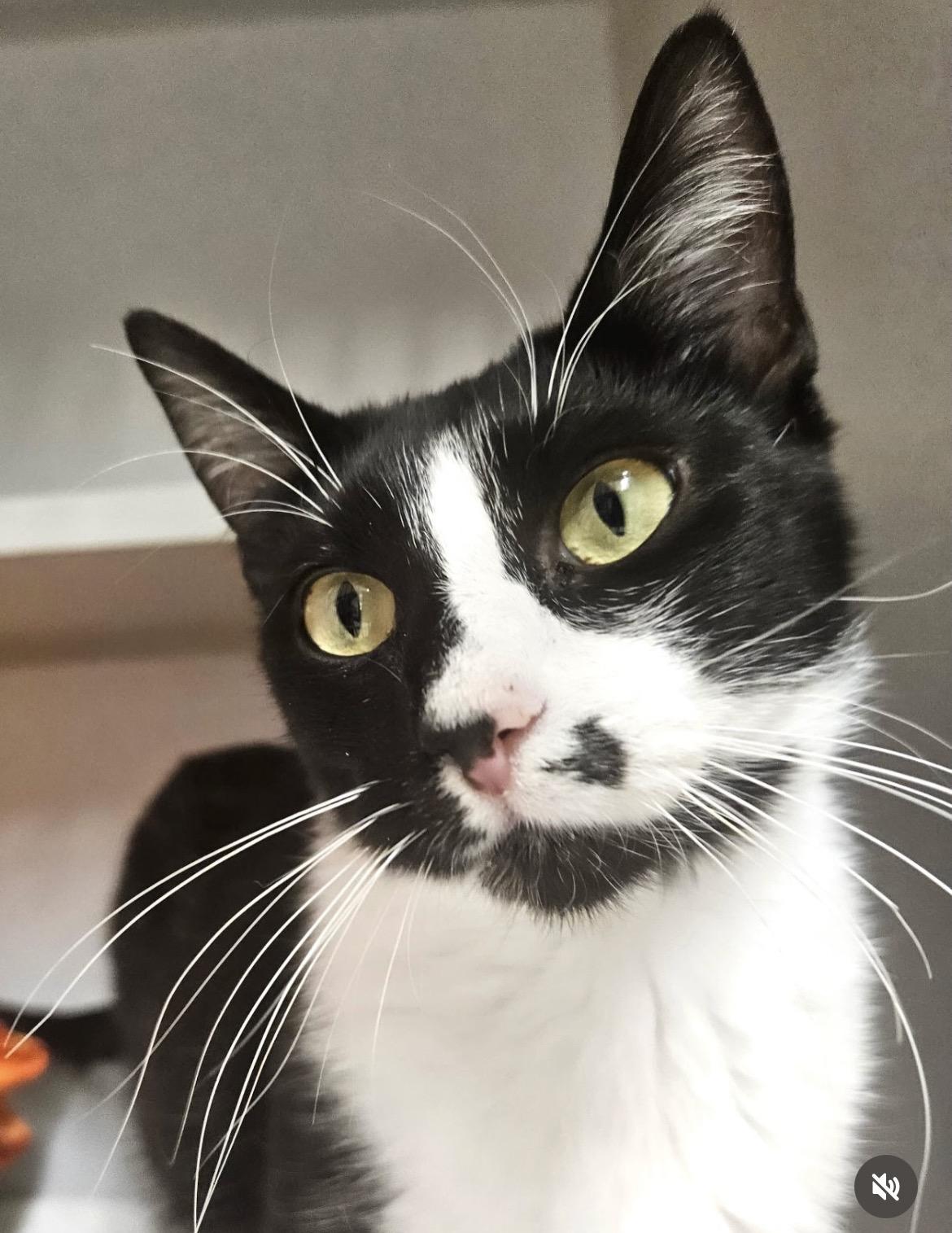 Jelly Bean, ADOPTABLE, Young Female Domestic Short Hair.