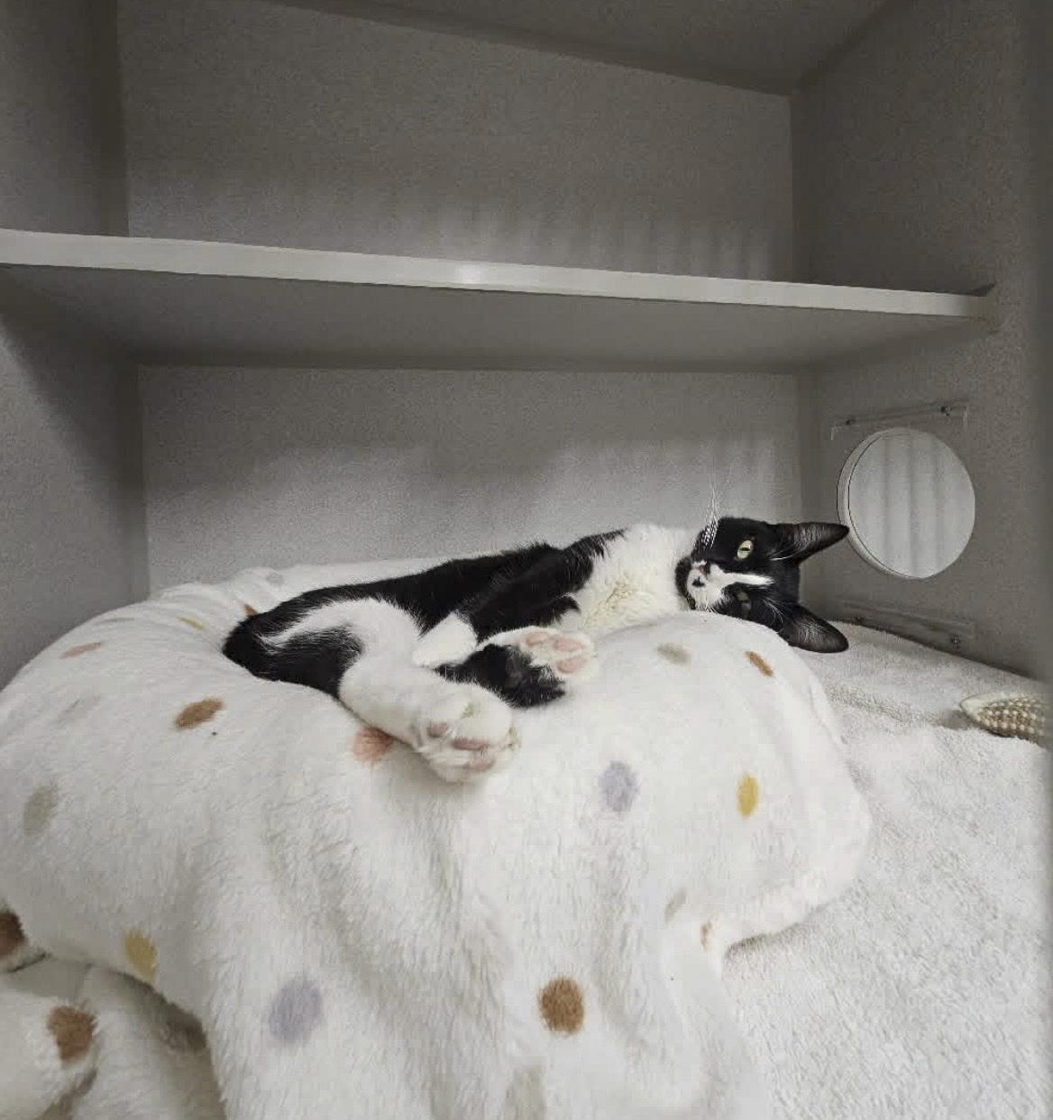 Enlarge Jelly Bean, a Adoptable Domestic Short Hair in Ruskin, FL image 2/4