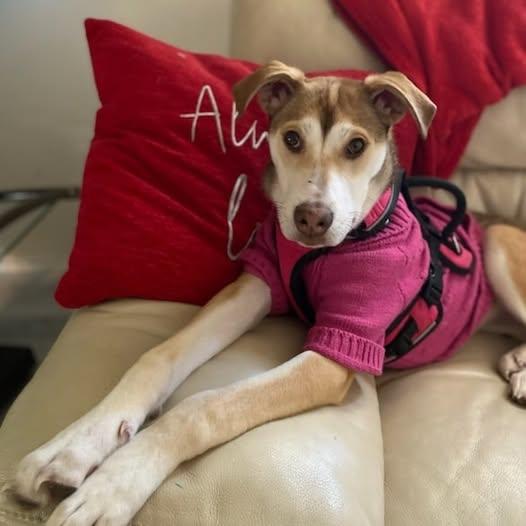 Sweet Loka Girl, Adoptable, Young Female Husky.