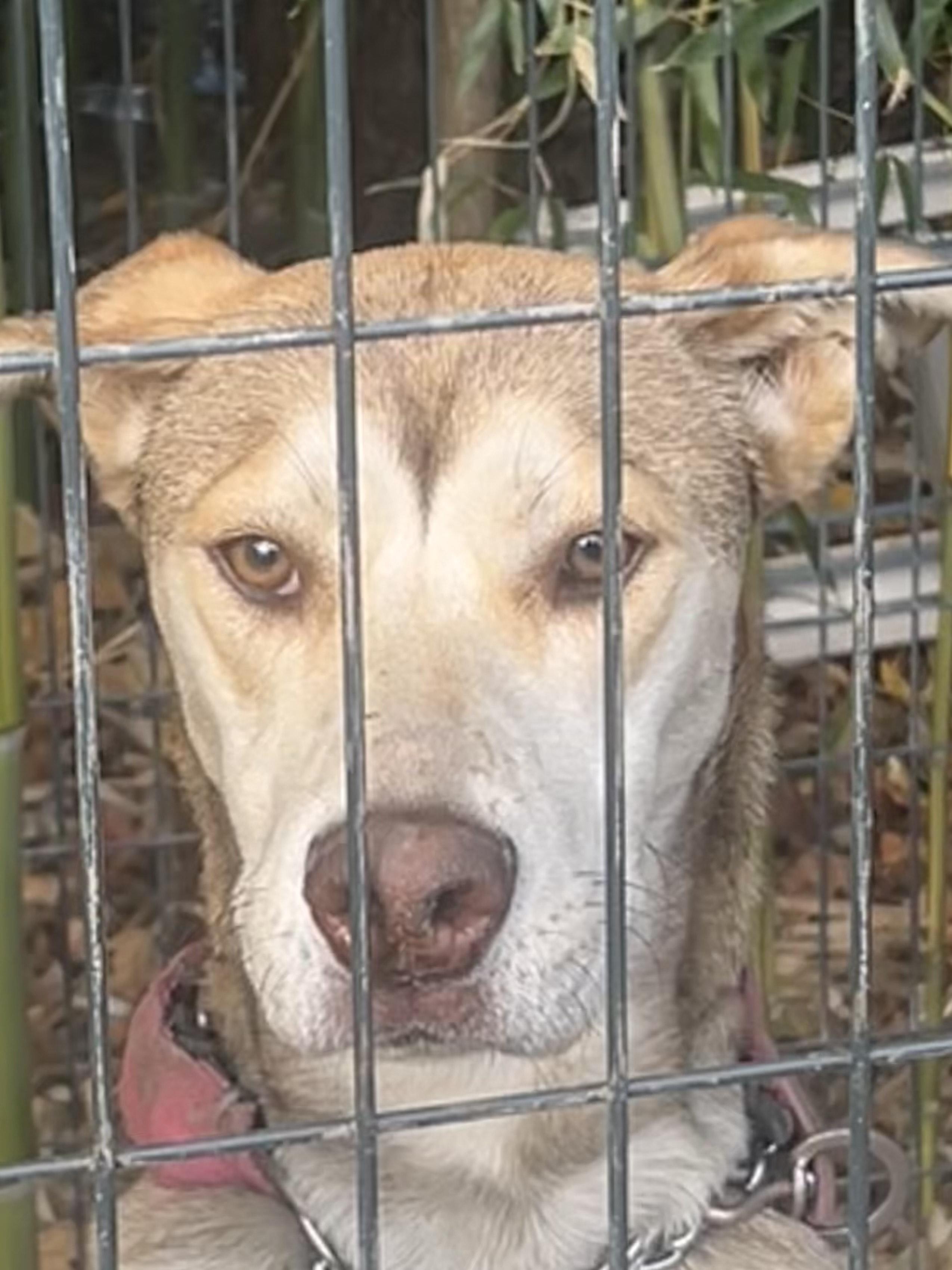 Sweet Loka Girl, a Adoptable mixed breed in Egg Harbor City, NJ image 2/5