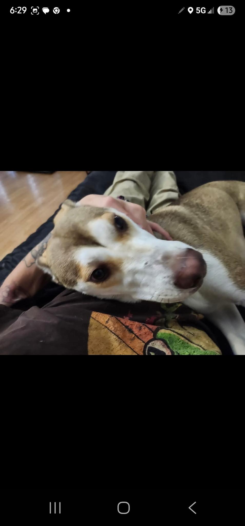 Sweet Loka Girl, a Adoptable mixed breed in Egg Harbor City, NJ image 4/5