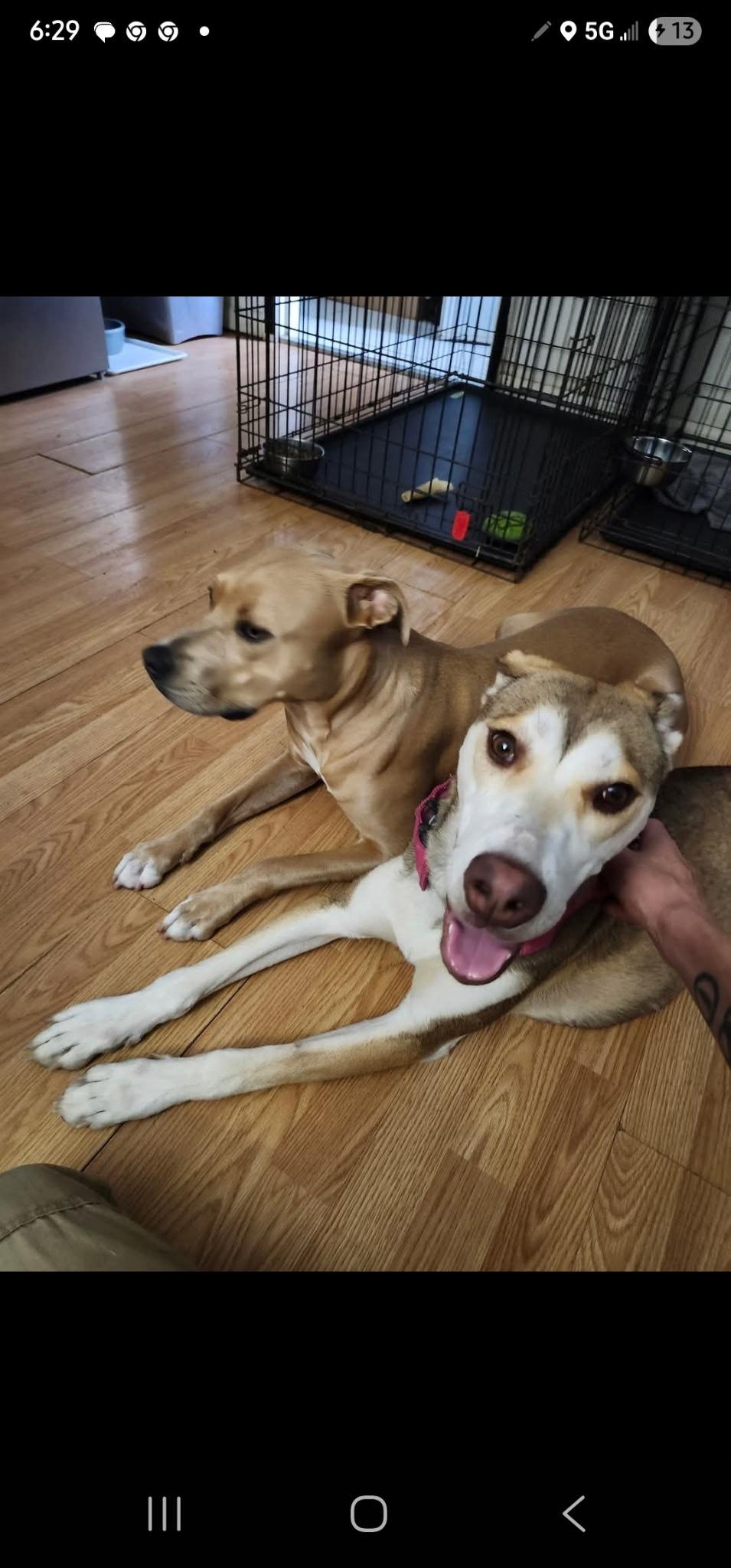 Sweet Loka Girl, a Adoptable mixed breed in Egg Harbor City, NJ image 5/5