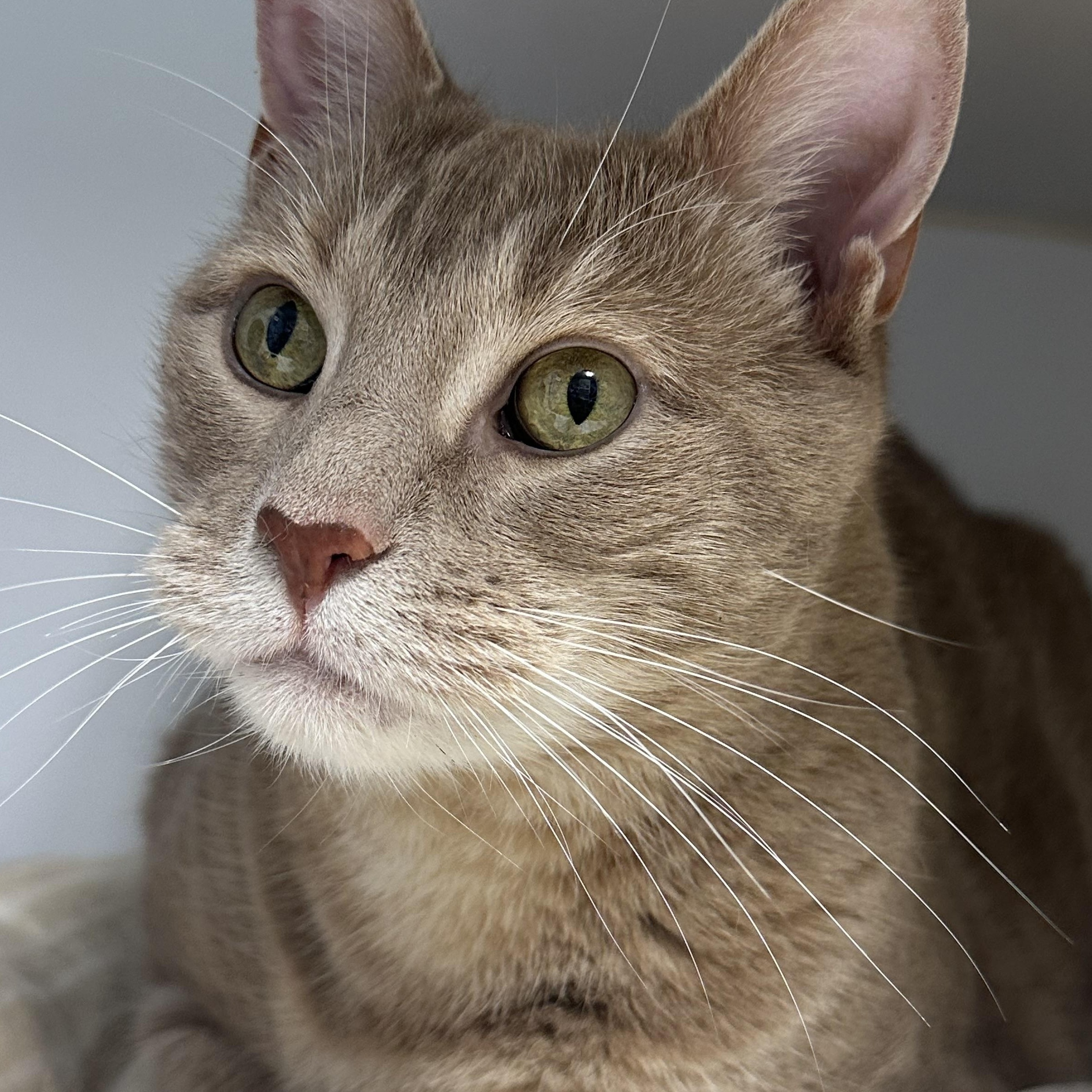 Stewie, a ADOPTABLE Domestic Short Hair in Clifton, NJ image 3/5