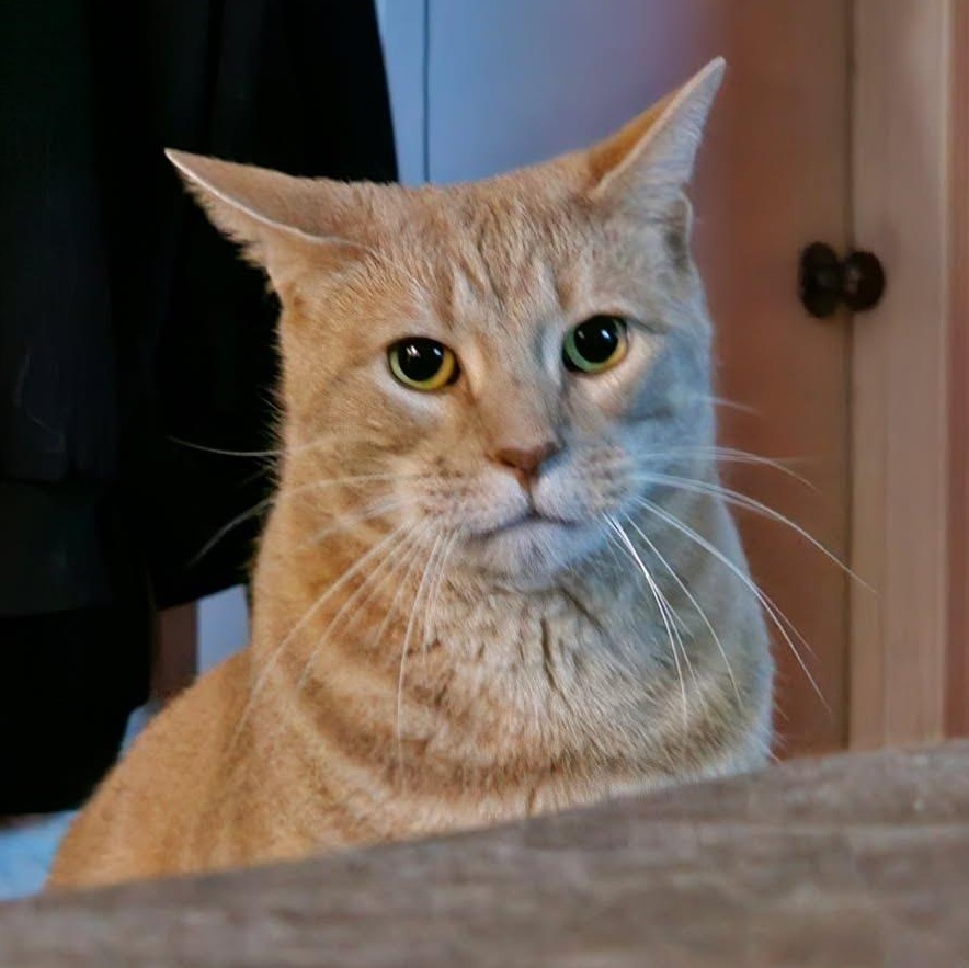 Stewie, ADOPTABLE, Young Male Domestic Short Hair.