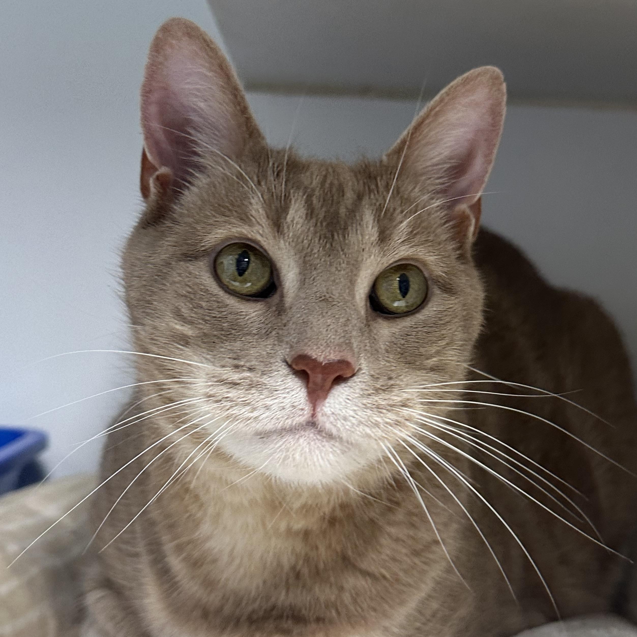 Stewie, a ADOPTABLE Domestic Short Hair in Clifton, NJ image 4/5