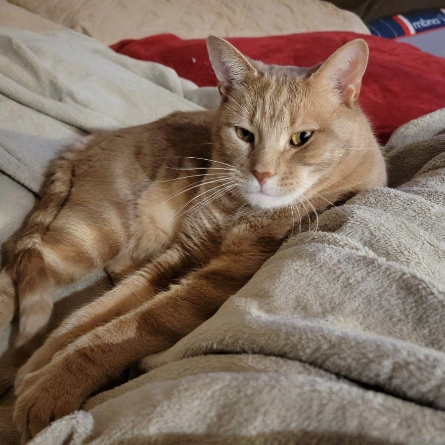 Stewie, a ADOPTABLE Domestic Short Hair in Clifton, NJ image 2/5