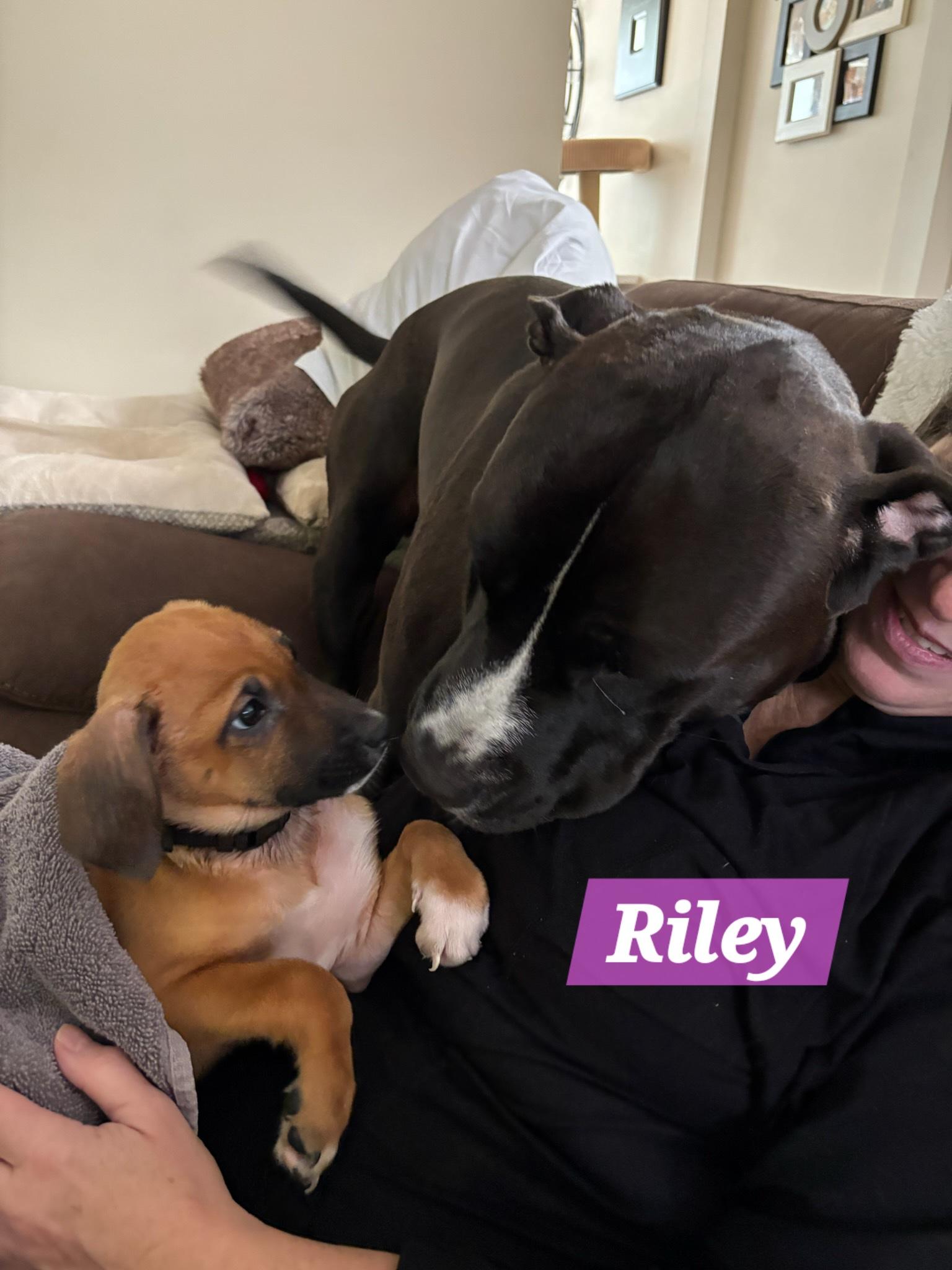 Riley, a Adoptable mixed breed in Denver, NC image 5/6