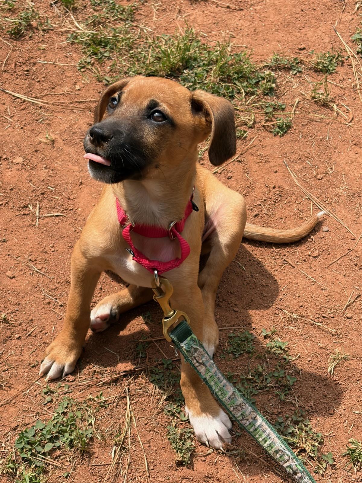 Riley, a Adoptable mixed breed in Denver, NC image 1/6