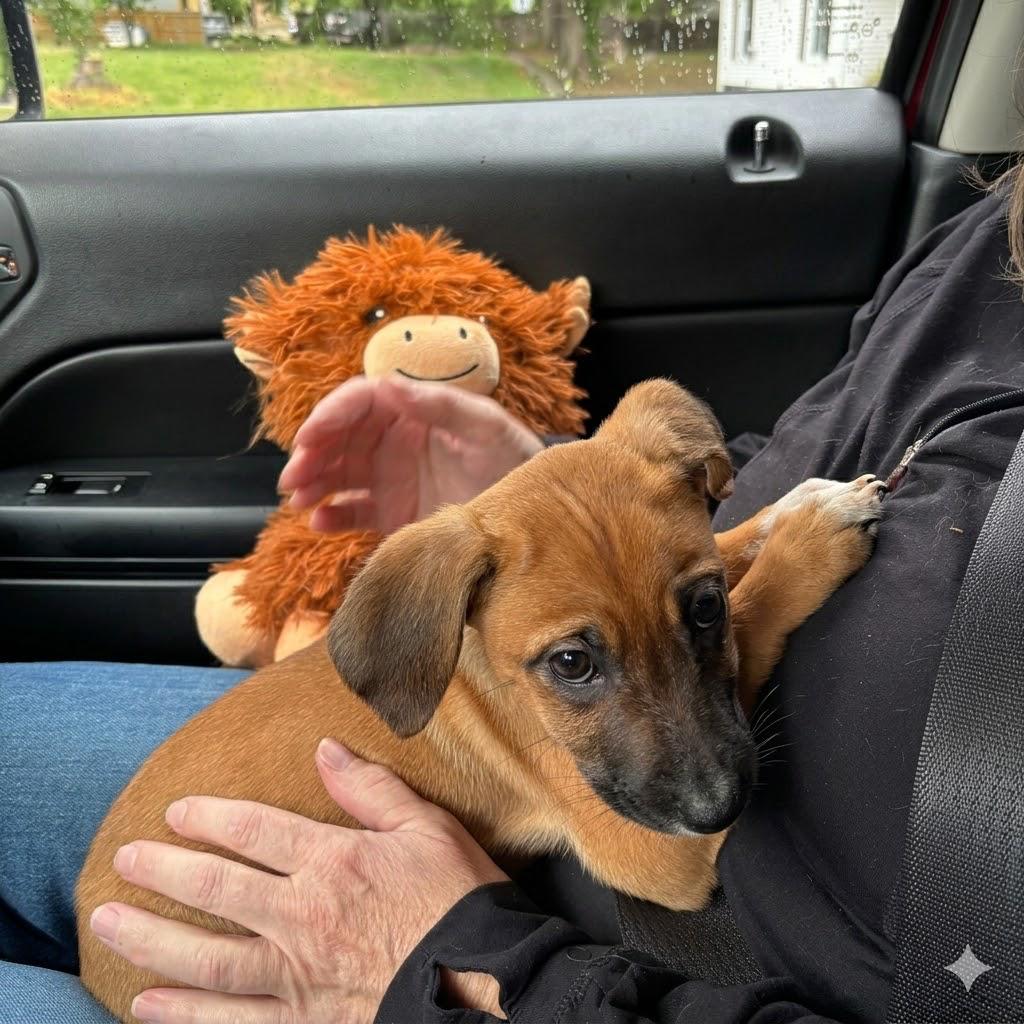 Riley, a Adoptable mixed breed in Denver, NC image 2/6