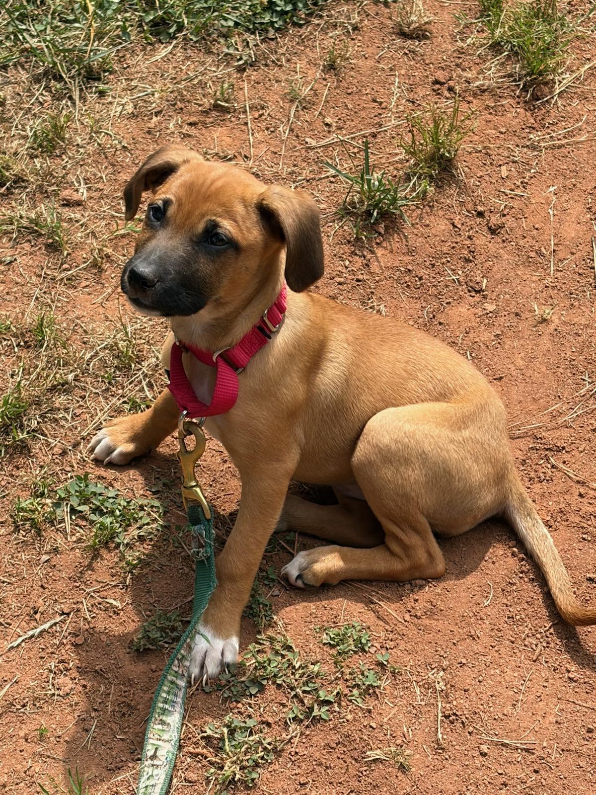 Riley, a Adoptable mixed breed in Denver, NC image 4/6