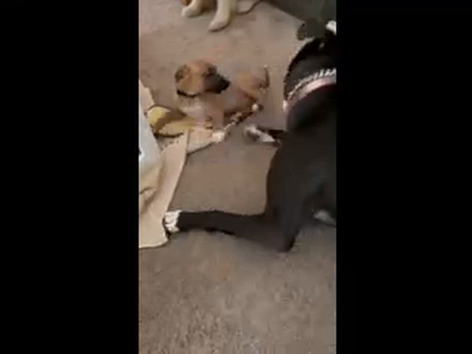 Enlarge Riley, a Adoptable mixed breed in Denver, NC video 3/6