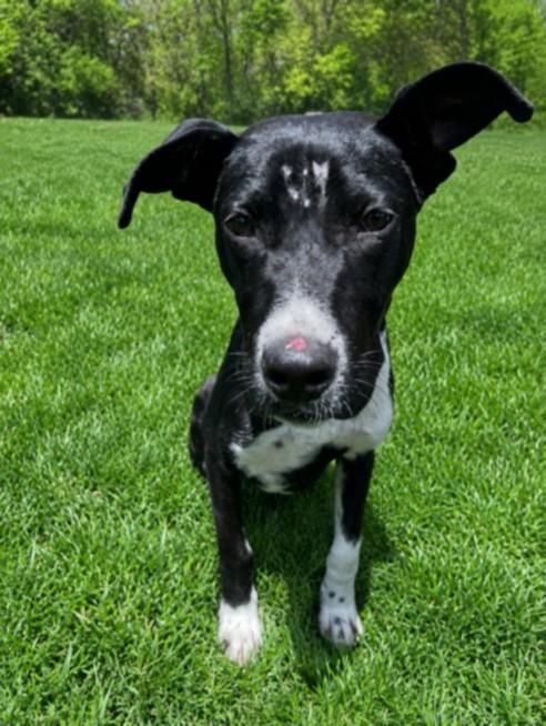 BRUEGGER, Adoptable, Young Male Pit Bull Terrier.