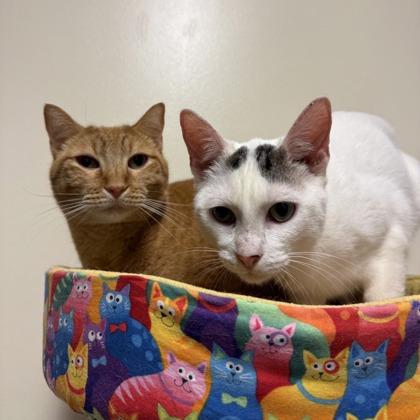 Charlie, Adoptable, Adult Male Domestic Short Hair & Domestic Short Hair.