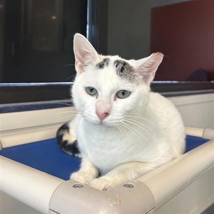 Enlarge Charlie, a Adoptable mixed breed in Dallas, TX image 3/6