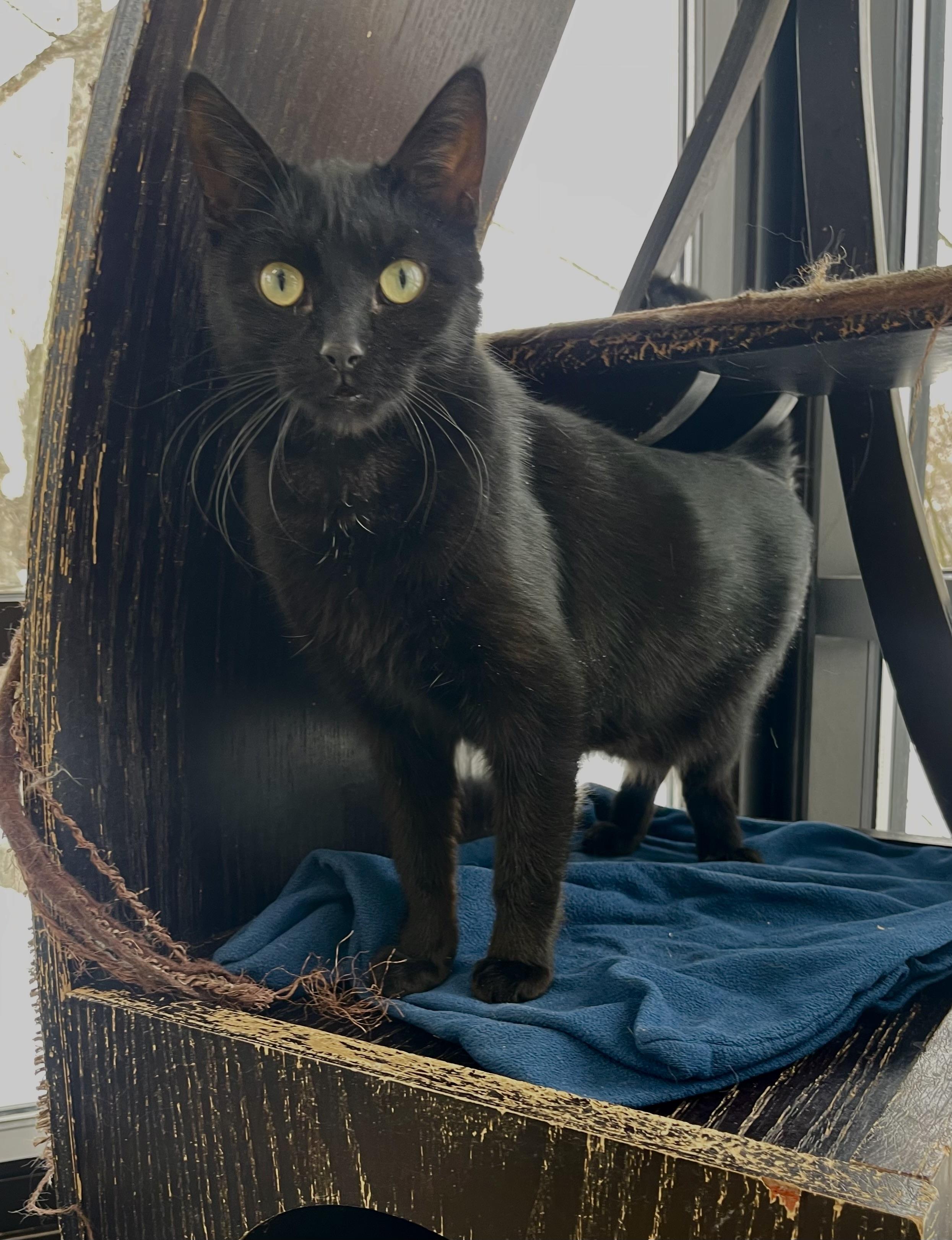 Silas, Adoptable, Adult Male Domestic Short Hair.