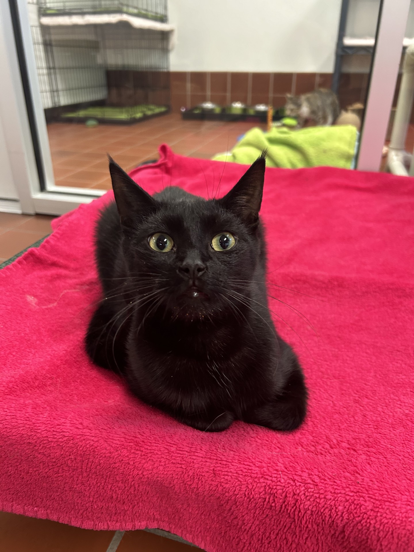 Enlarge Silas, a Adoptable mixed breed in Battle Creek, MI image 4/6