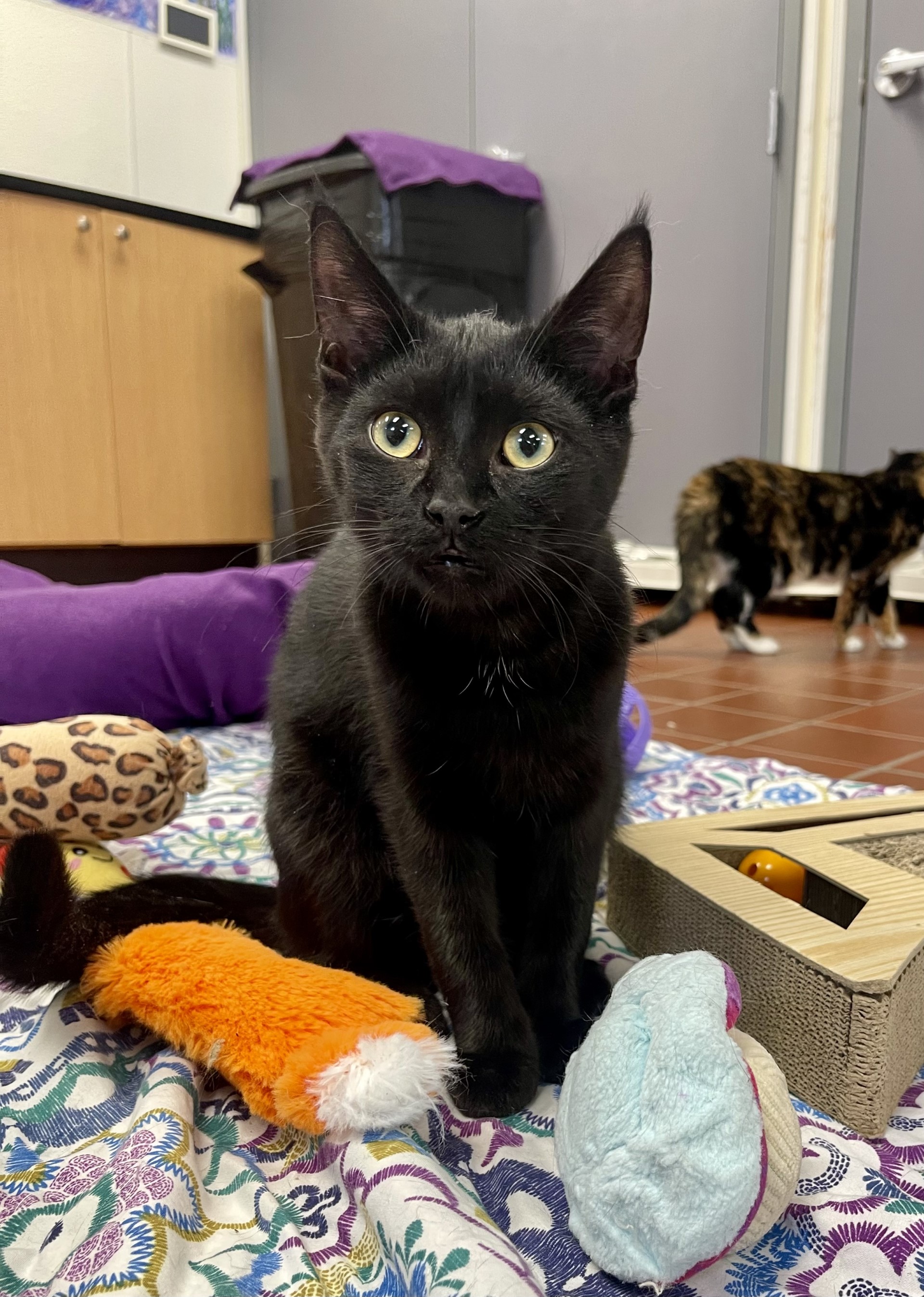 Enlarge Silas, a Adoptable mixed breed in Battle Creek, MI image 5/6