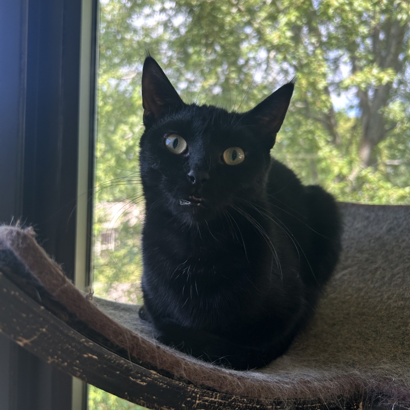 Enlarge Silas, a Adoptable mixed breed in Battle Creek, MI image 3/6