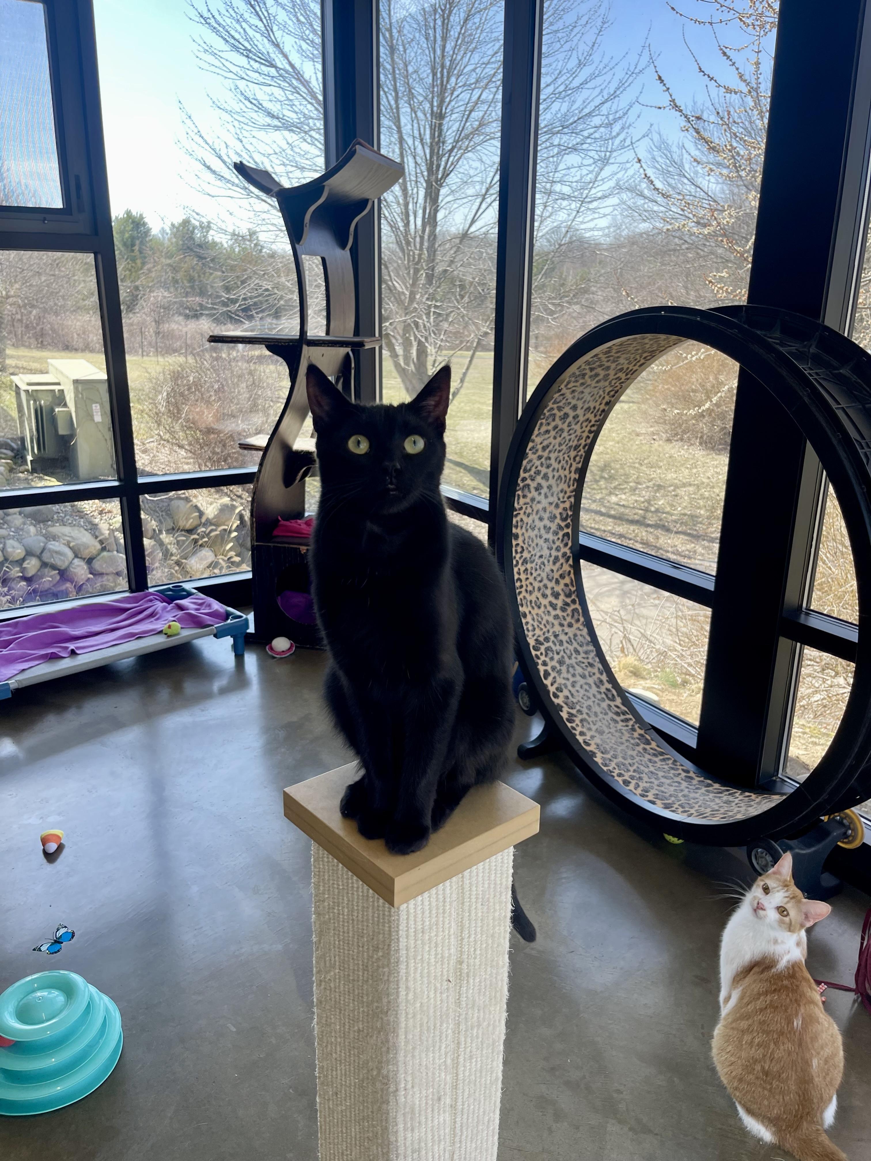 Enlarge Silas, a Adoptable mixed breed in Battle Creek, MI image 2/6