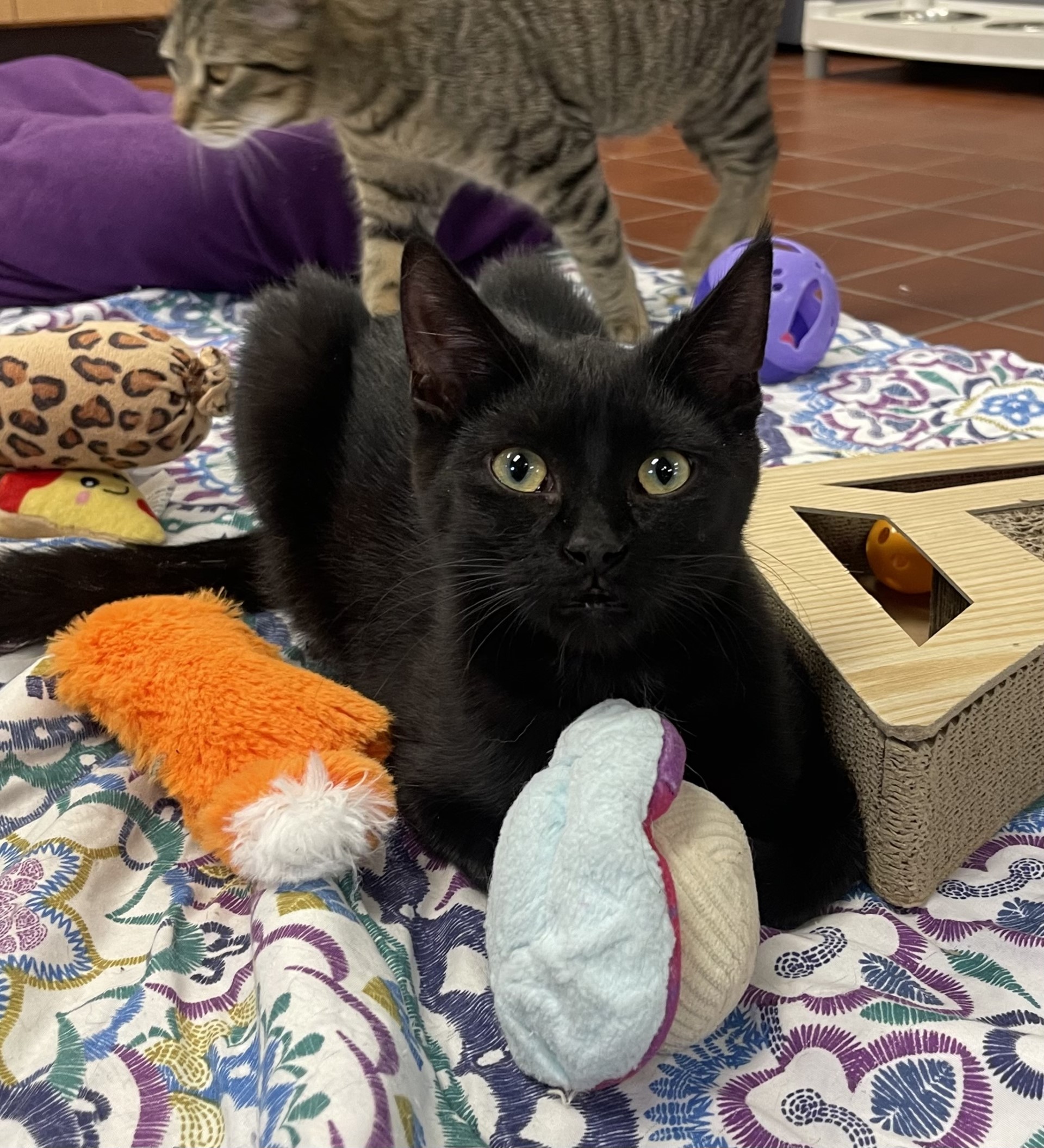 Enlarge Silas, a Adoptable mixed breed in Battle Creek, MI image 6/6