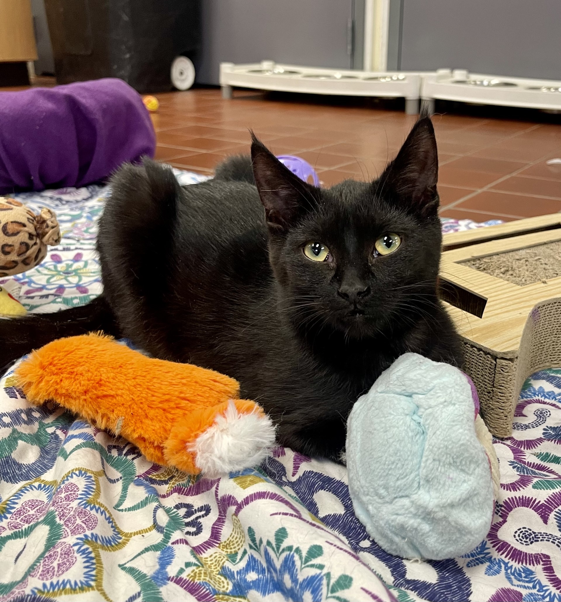 Silas, Adoptable, Adult Male Domestic Short Hair.