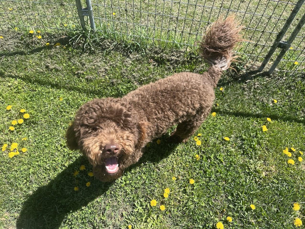 Max, adopted, Puppy Male Aussiedoodle.
