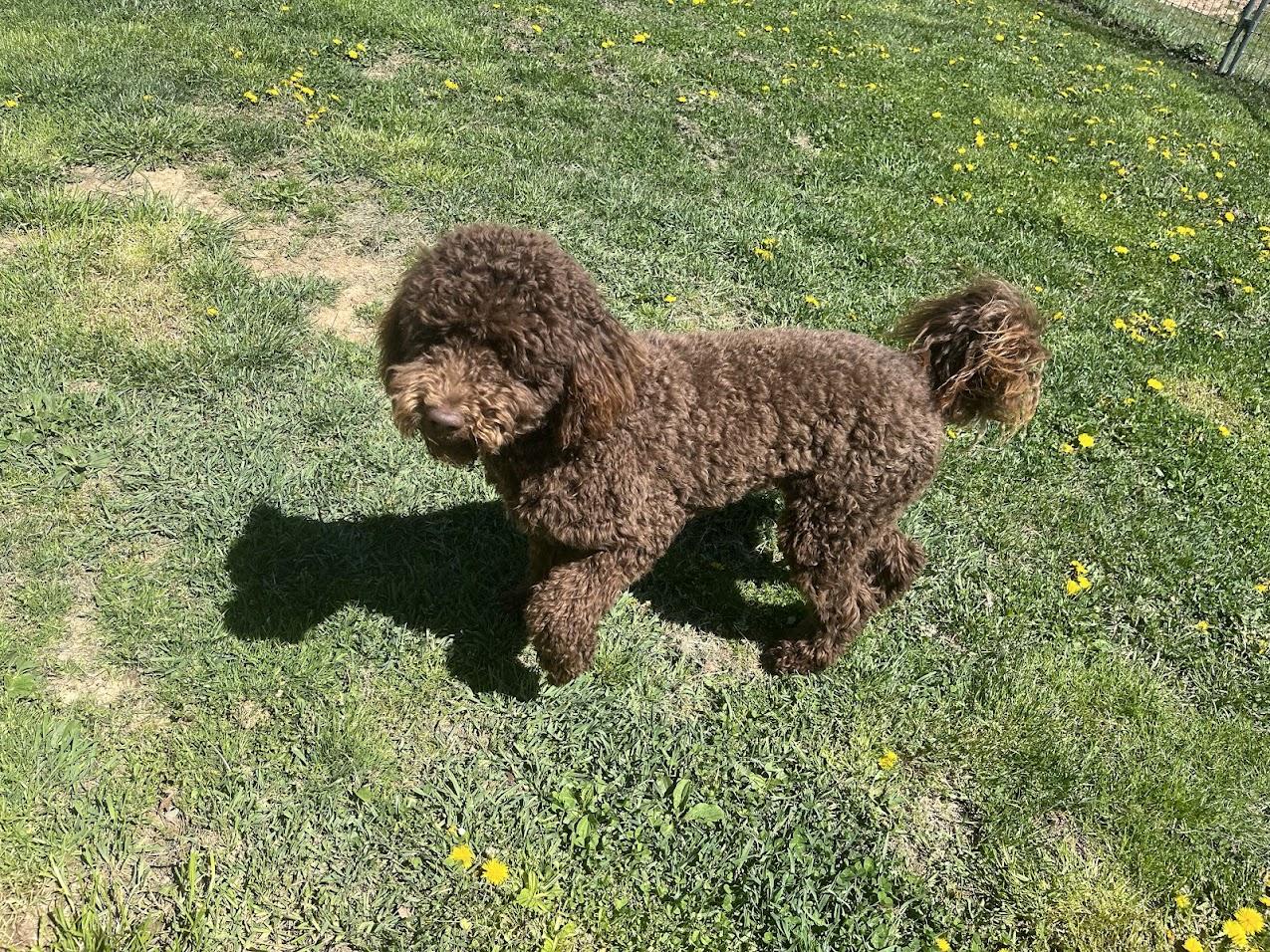 Enlarge Max, an adopted Aussiedoodle in Covington, VA image 2/2