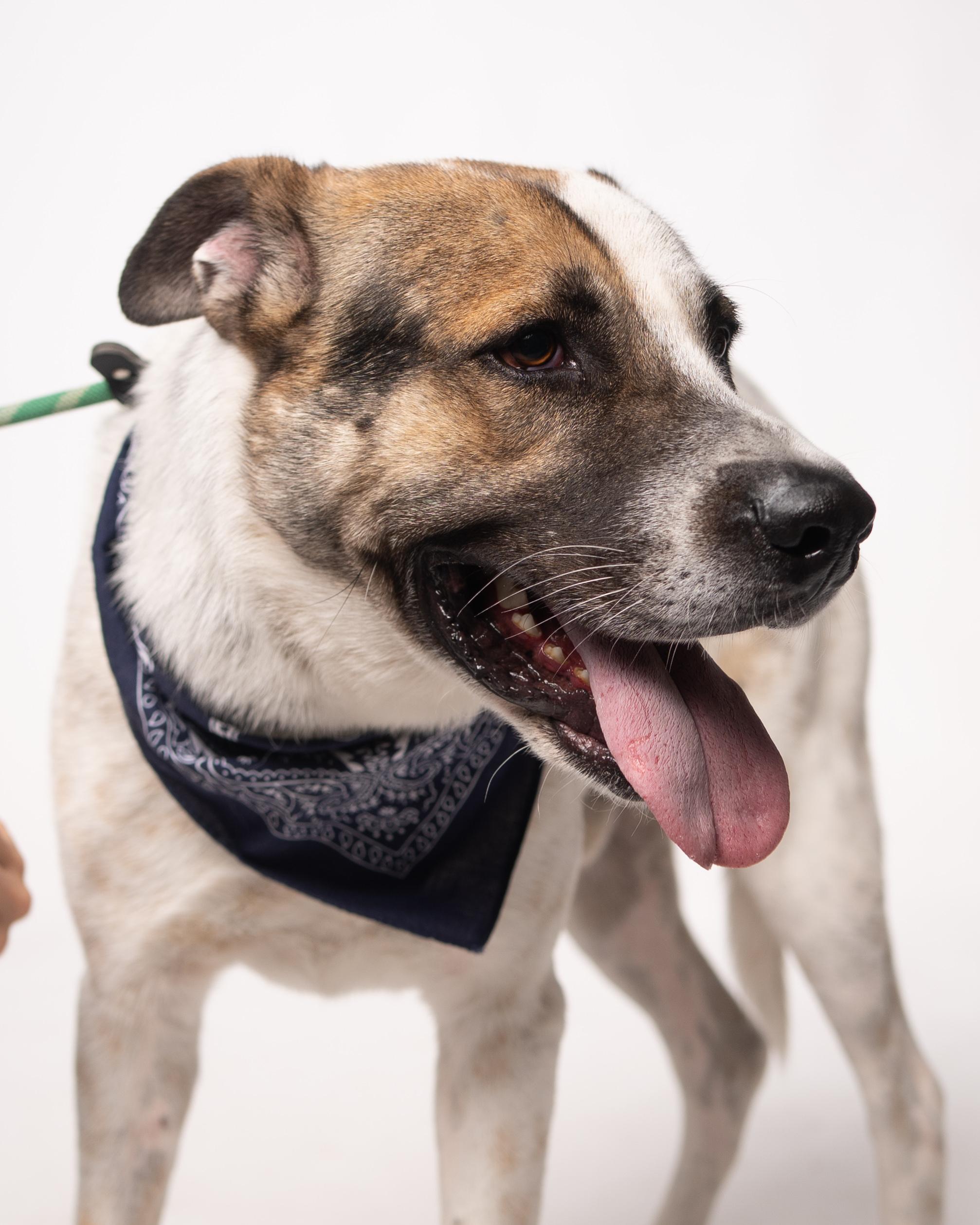 Enlarge Bruno, a Adopted mixed breed in Houston, TX image 6/6