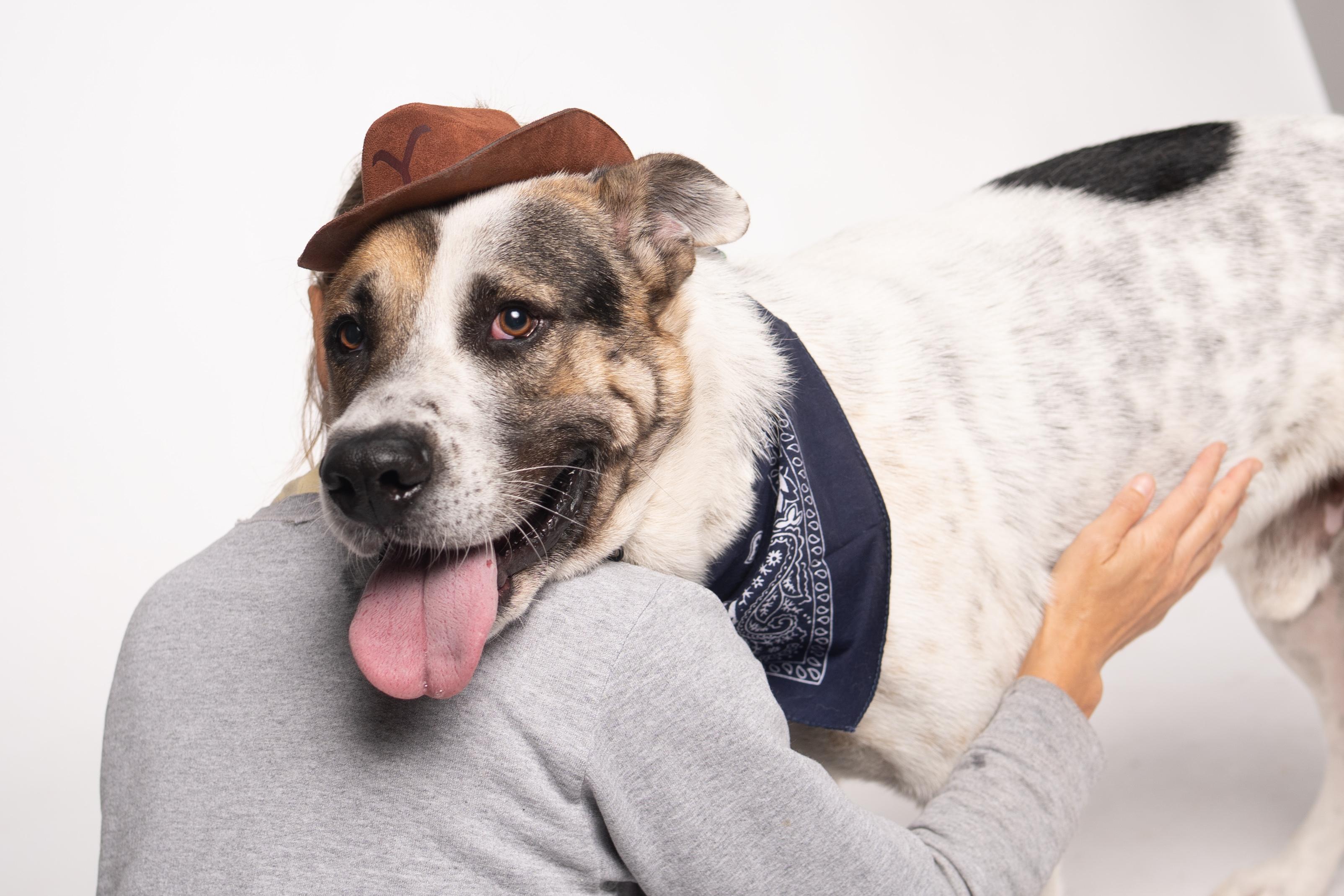 Enlarge Bruno, a Adopted mixed breed in Houston, TX image 5/6