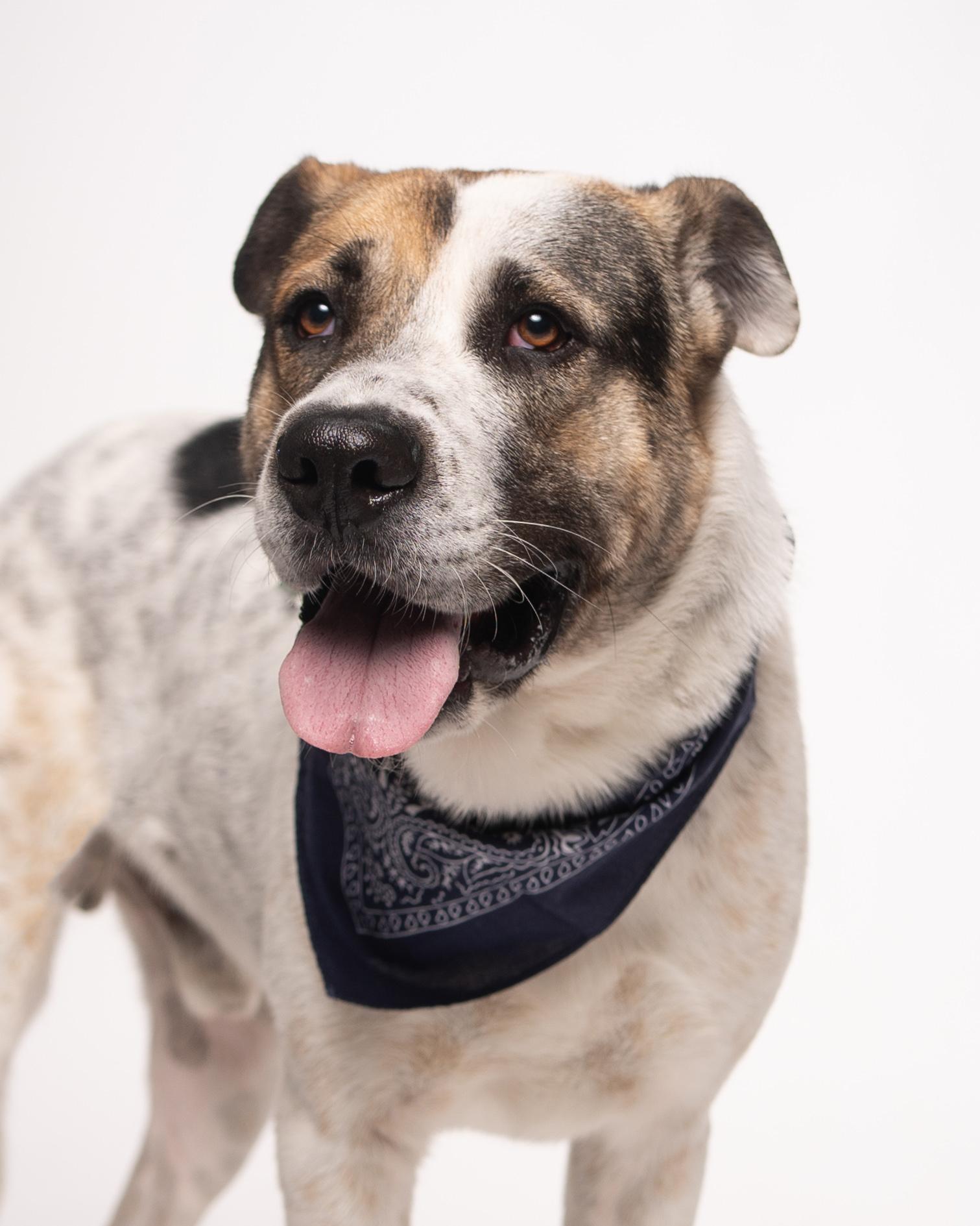 Enlarge Bruno, a Adopted mixed breed in Houston, TX image 4/6