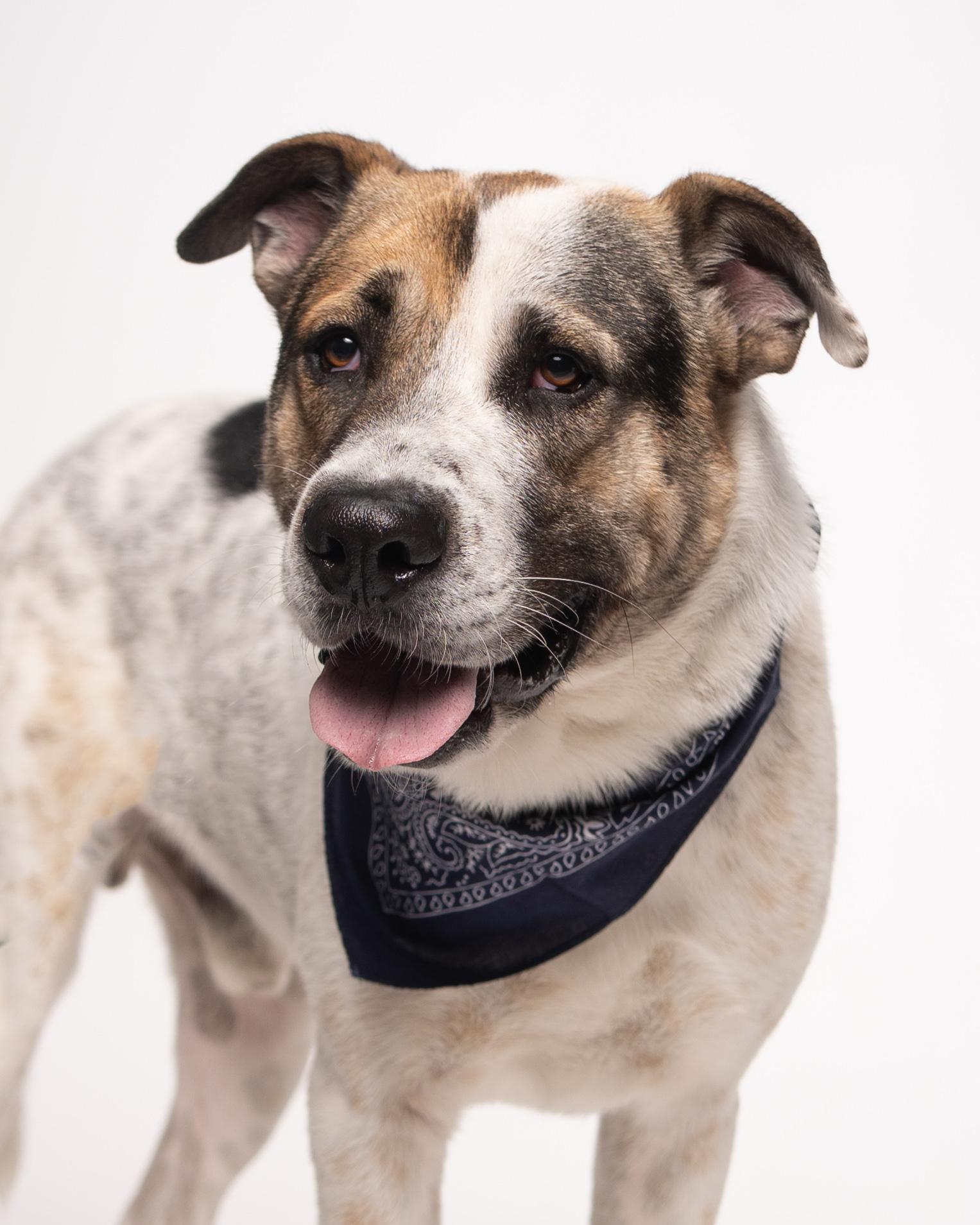 Enlarge Bruno, a Adopted mixed breed in Houston, TX image 1/6