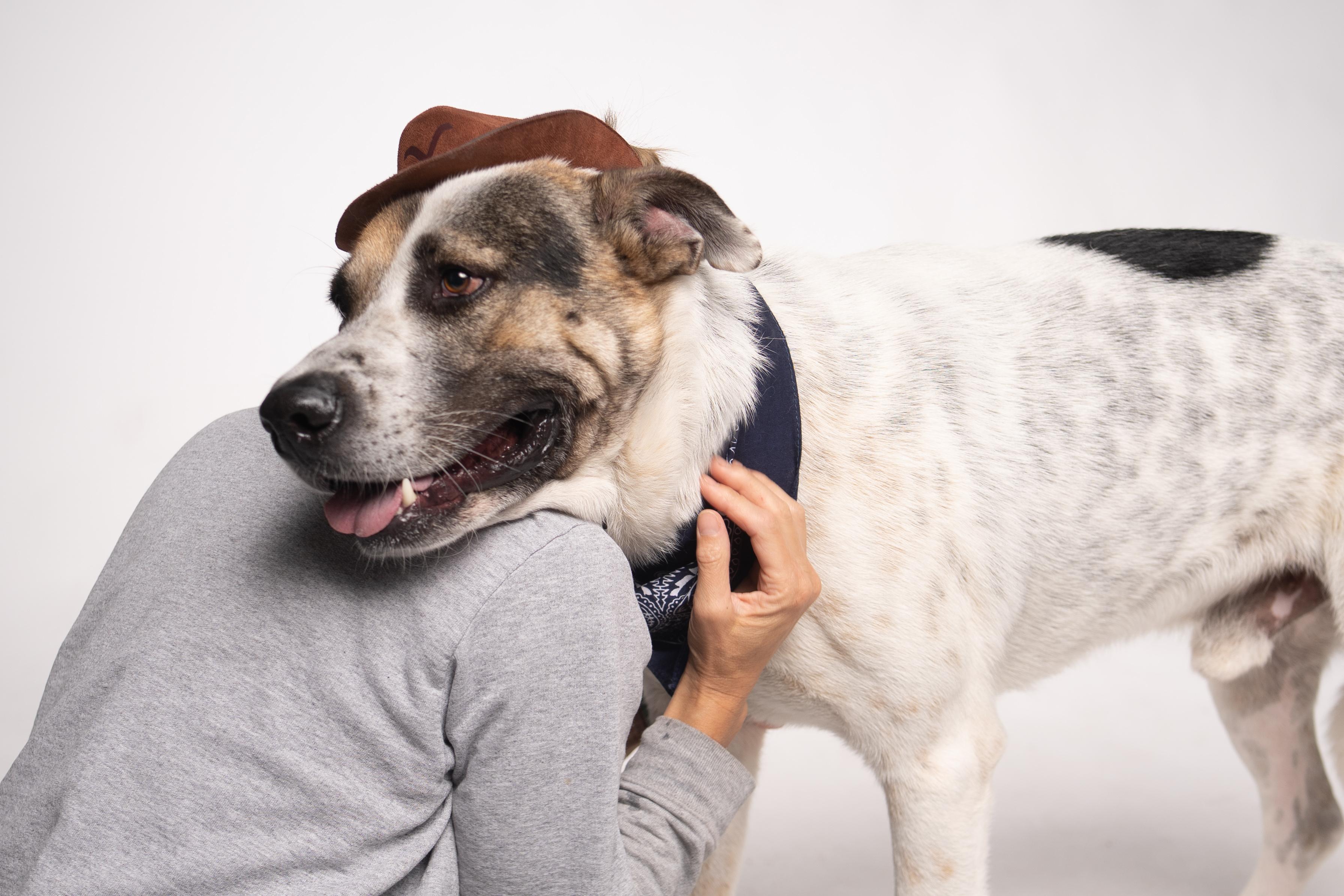 Enlarge Bruno, a Adopted mixed breed in Houston, TX image 3/6