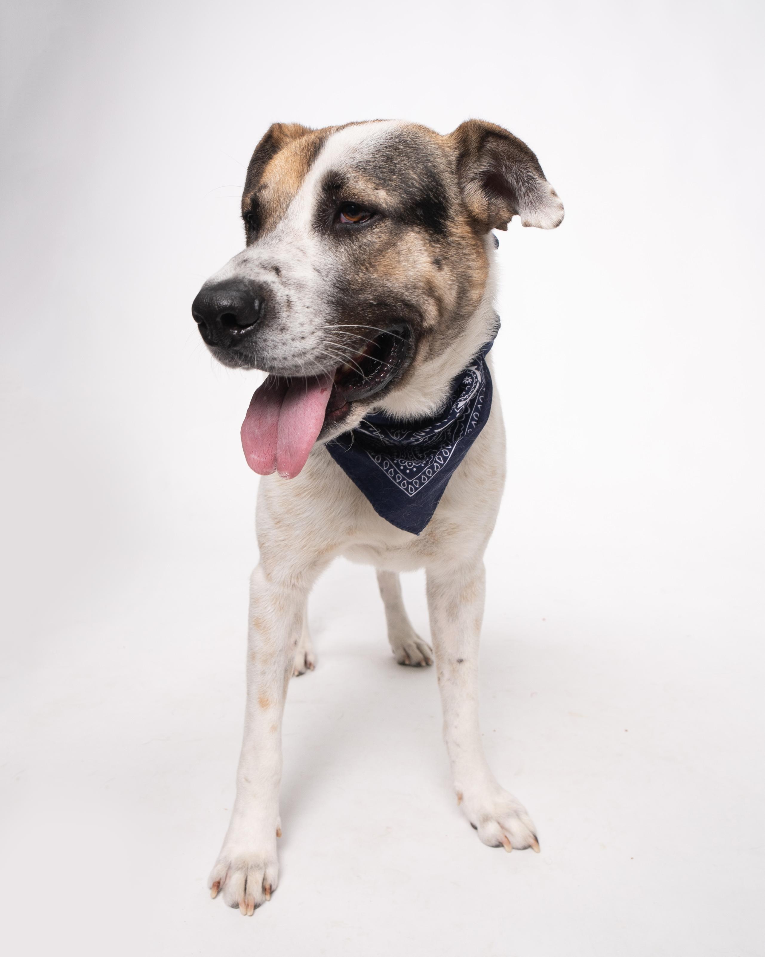 Enlarge Bruno, a Adopted mixed breed in Houston, TX image 2/6