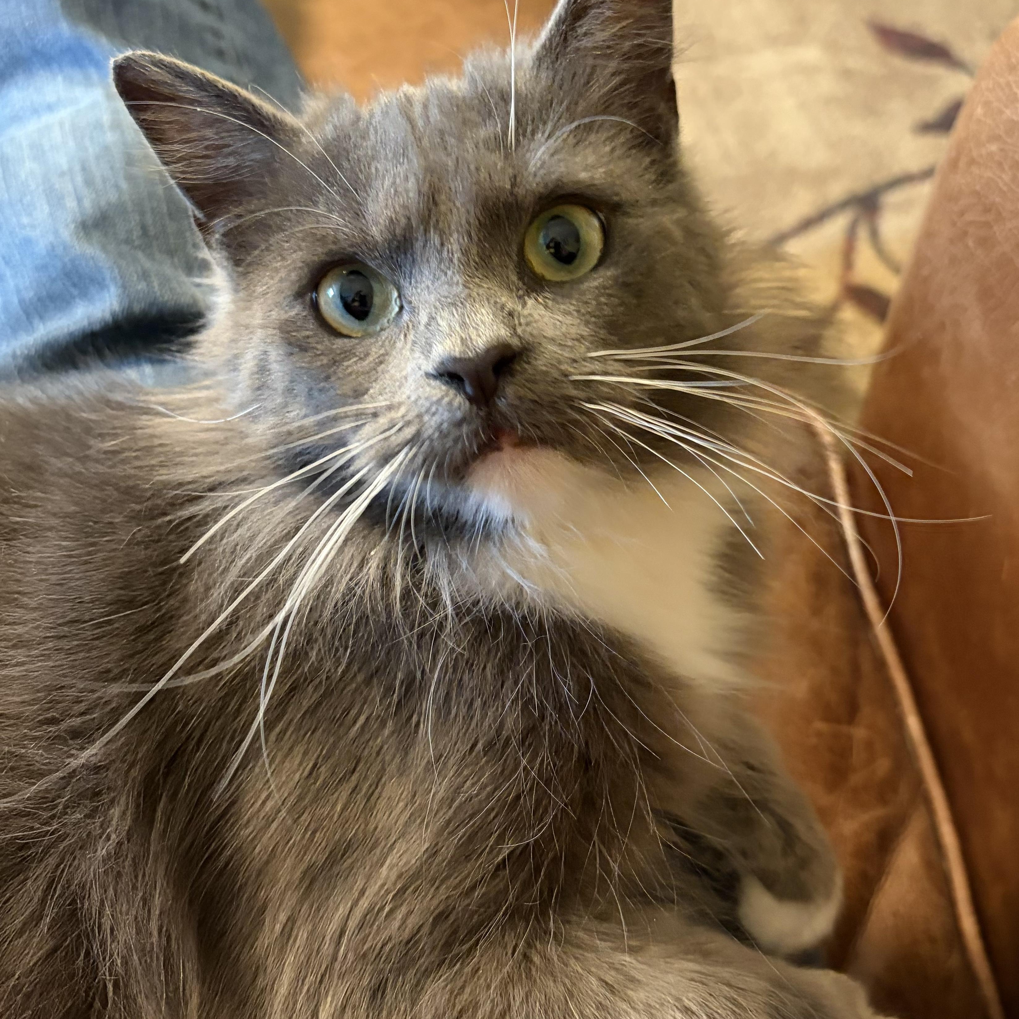 Calypso, adoptable, Adult Female Domestic Medium Hair.