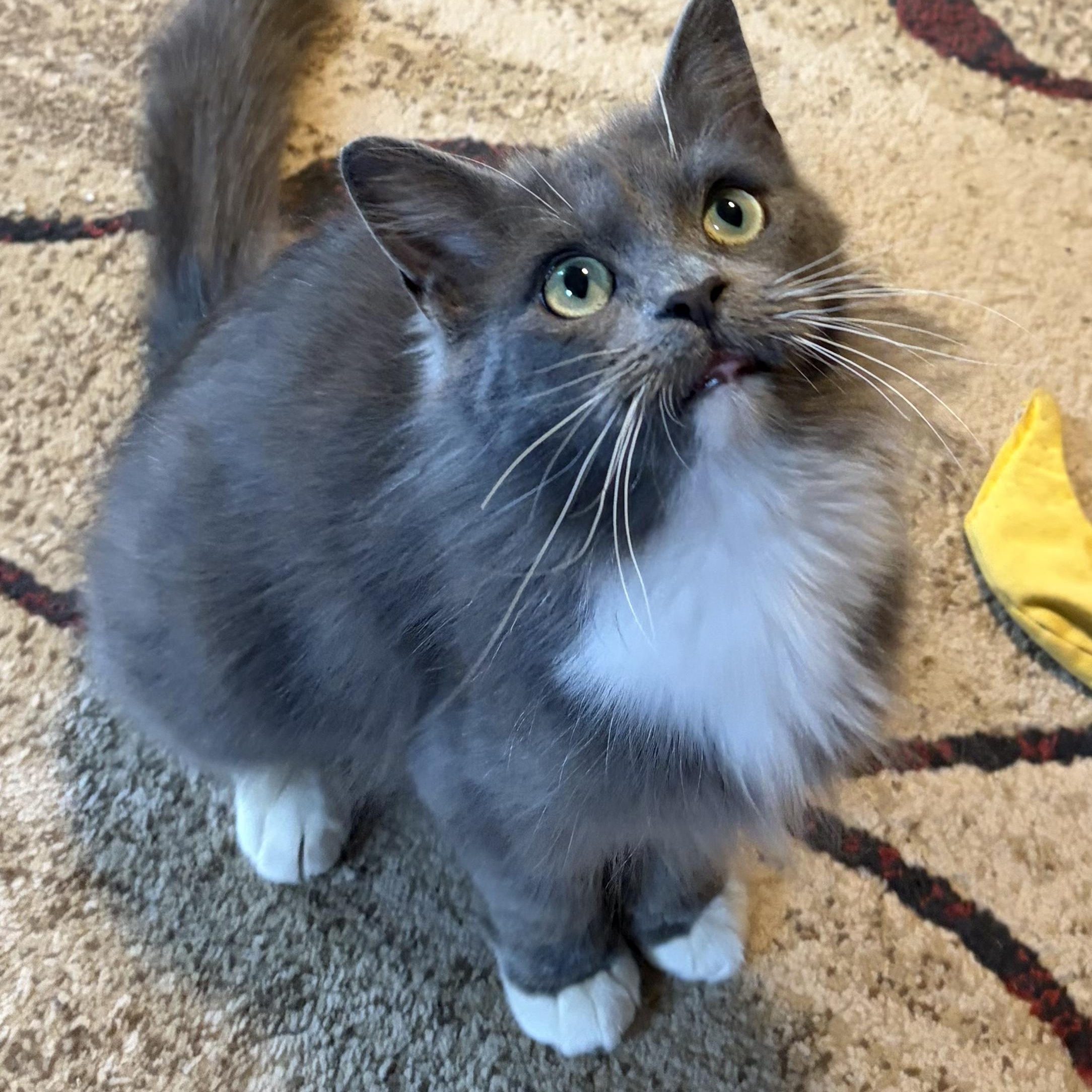 Enlarge Calypso, an adoptable Domestic Medium Hair in Sewell, NJ image 2/4