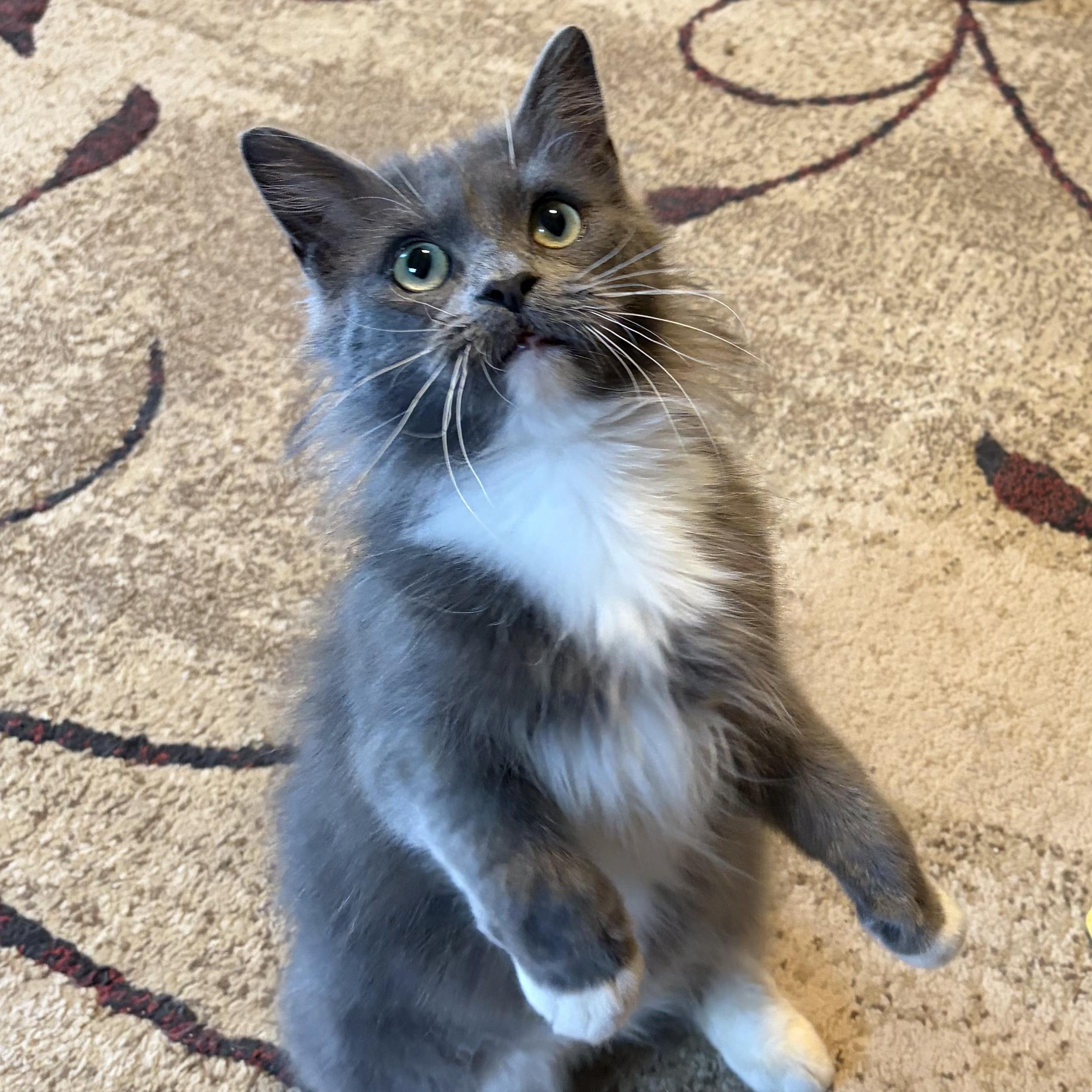 Enlarge Calypso, an adoptable Domestic Medium Hair in Sewell, NJ image 4/4