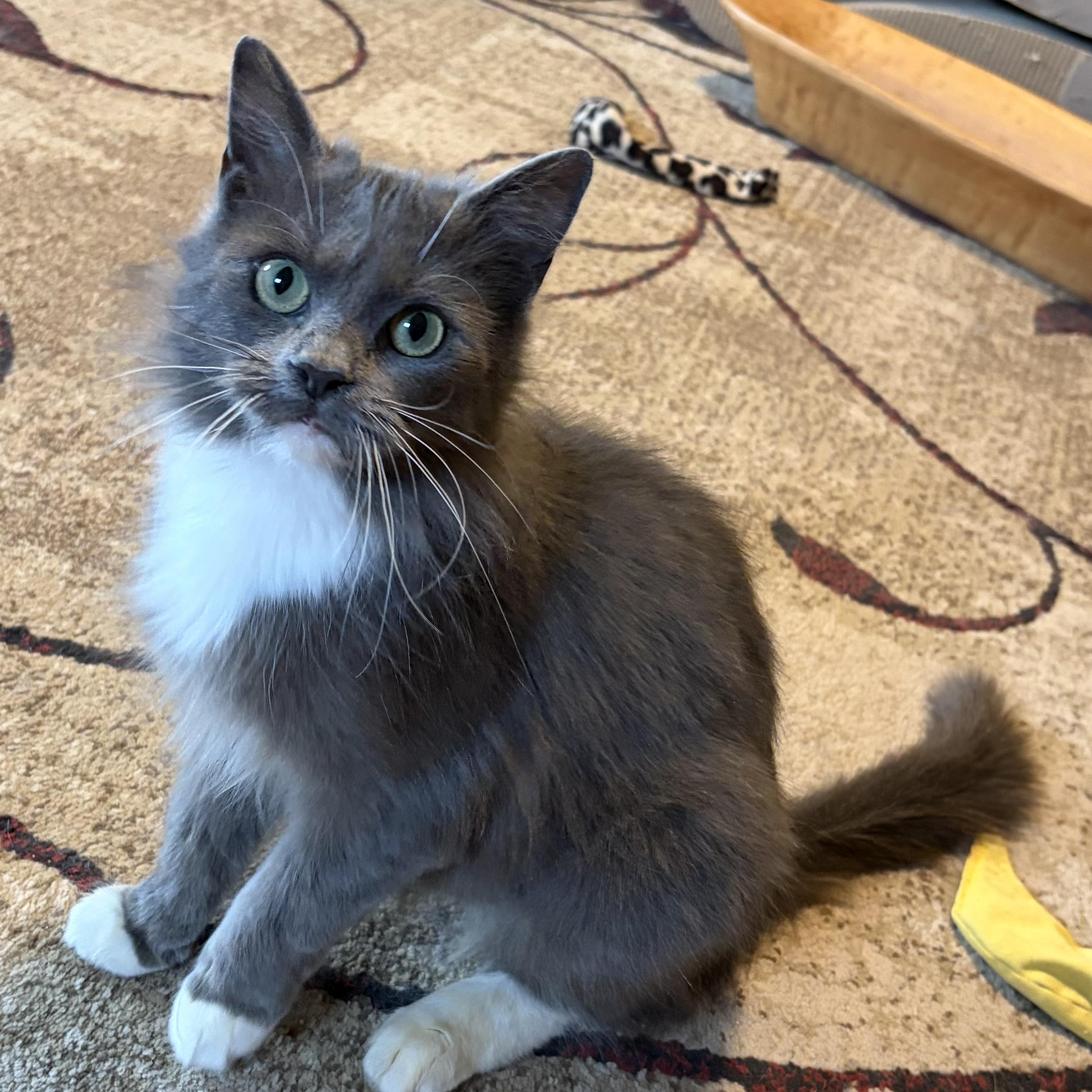 Enlarge Calypso, an adoptable Domestic Medium Hair in Sewell, NJ image 3/4