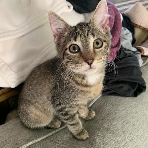 Coconut is bonded with Cola, a Adoptable Tabby in Clawson, MI image 2/3