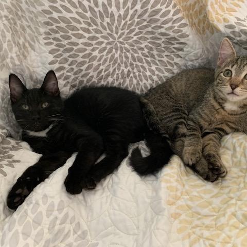 Coconut is bonded with Cola, a Adoptable Tabby in Clawson, MI image 3/3