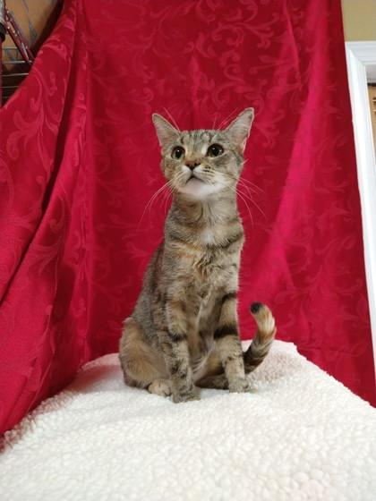 Enlarge Scarlet, a Adoptable Domestic Short Hair in Bloomsburg, PA image 1/2