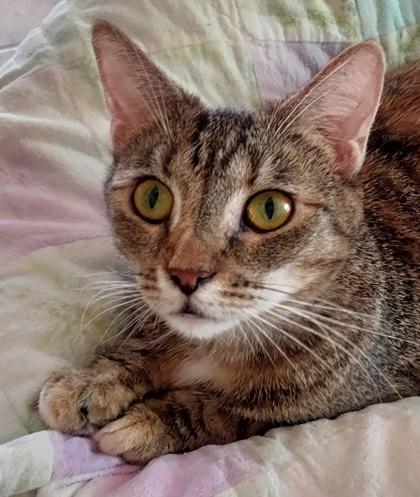 Enlarge Scarlet, a Adoptable Domestic Short Hair in Bloomsburg, PA image 2/2