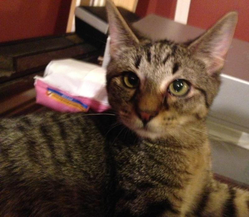 Sawyer, a Adoptable Tabby in Melville, NY image 1/6