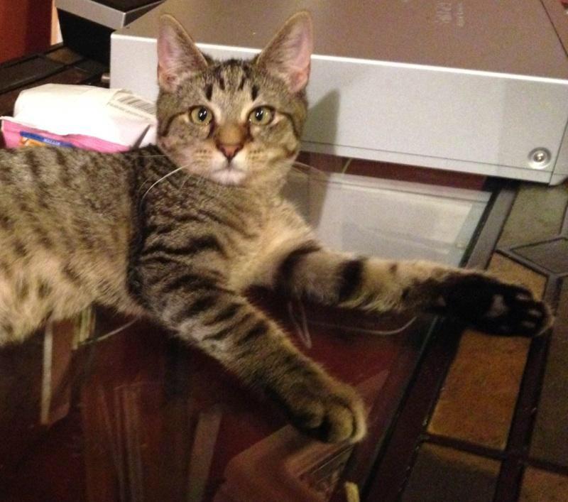 Sawyer, a Adoptable Tabby in Melville, NY image 2/6