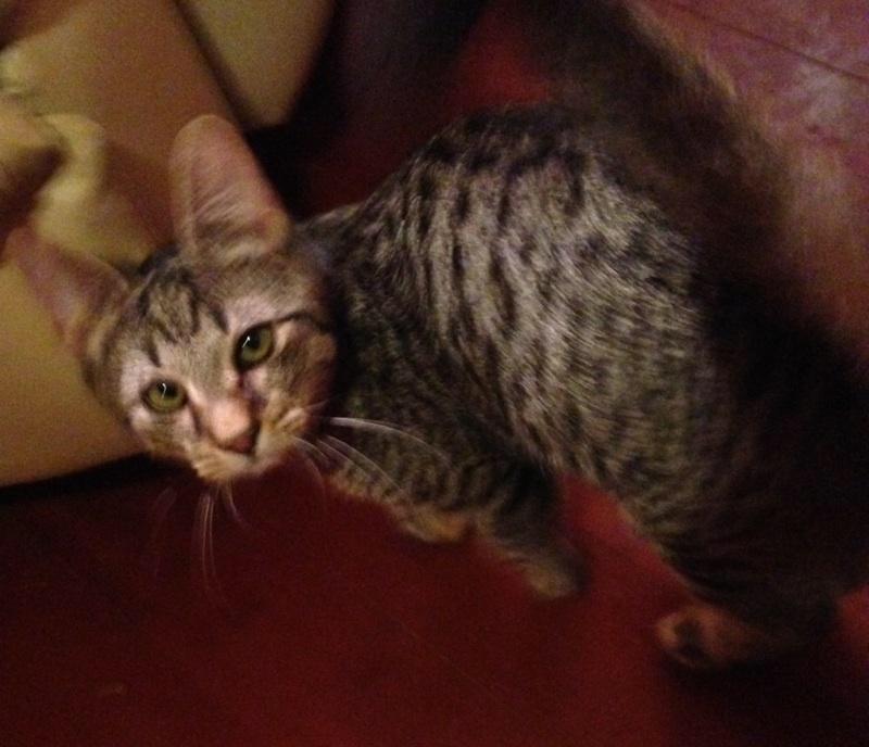 Sawyer, a Adoptable Tabby in Melville, NY image 3/6