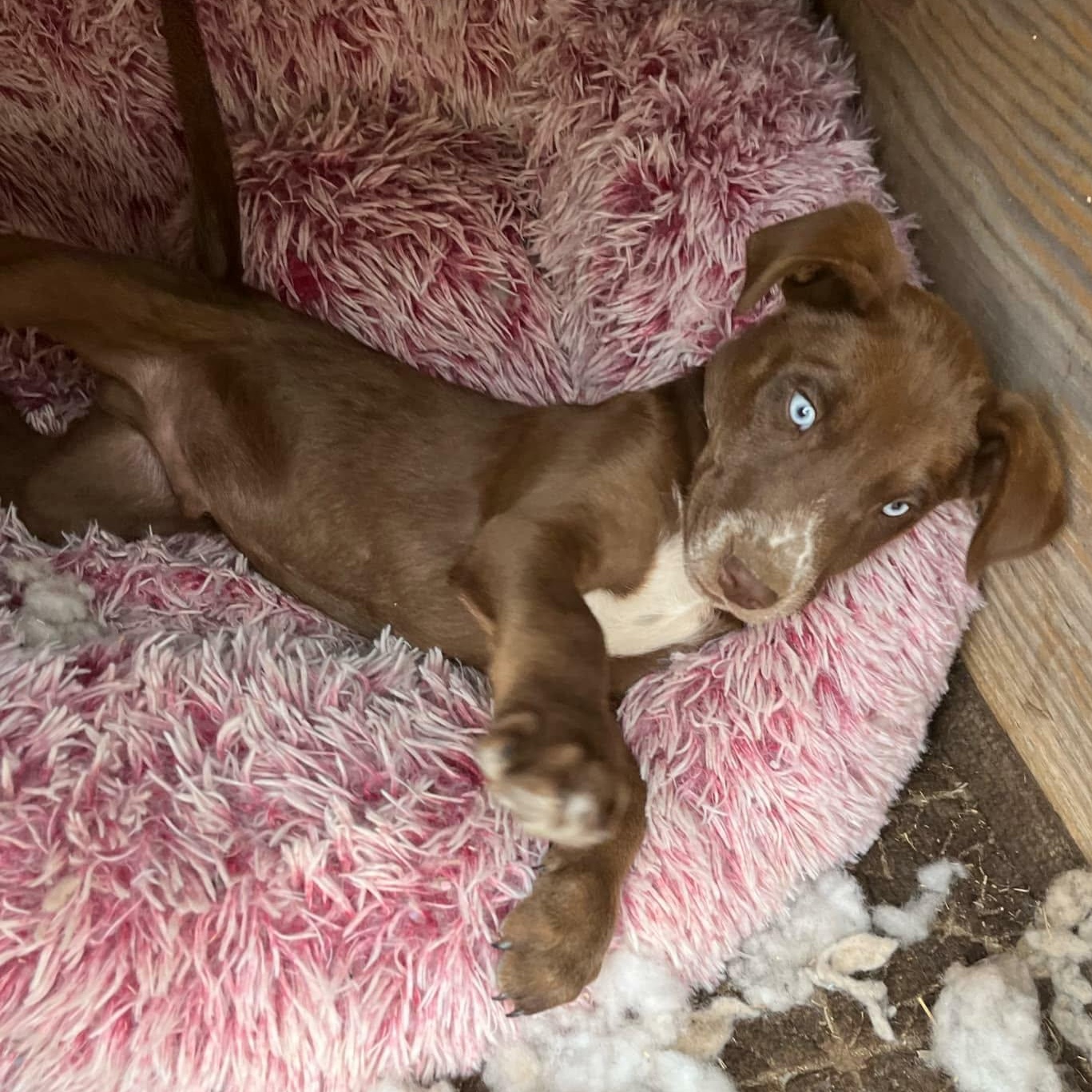 Enlarge Johnny, a ADOPTABLE mixed breed in Paramus, NJ image 3/6