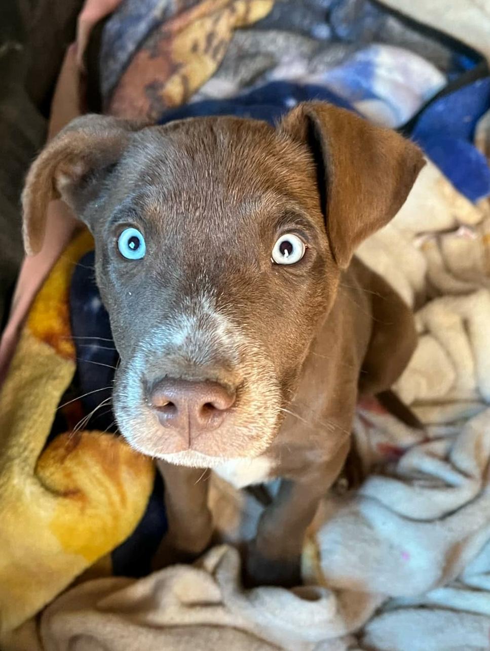 Enlarge Johnny, a ADOPTABLE mixed breed in Paramus, NJ image 4/6