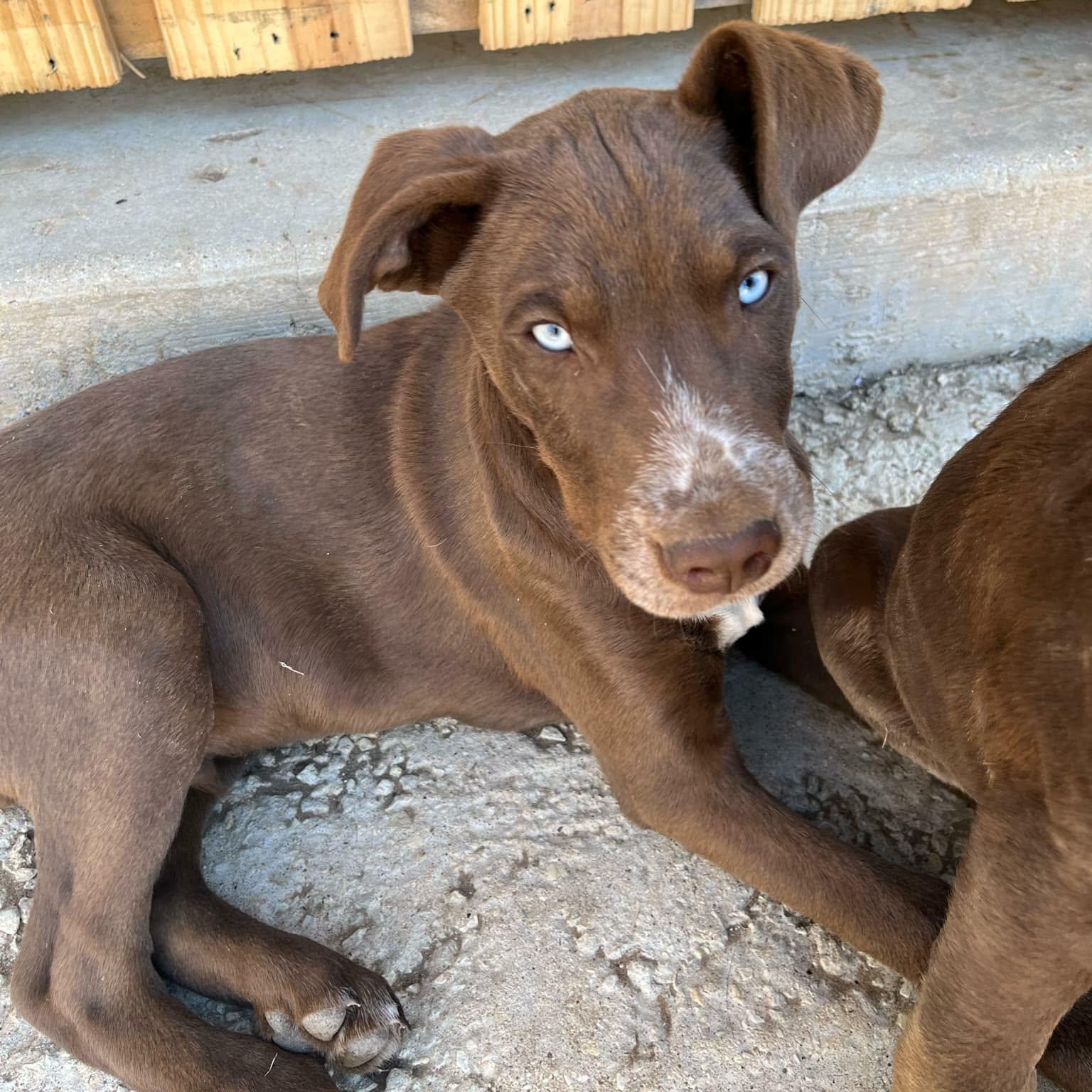 Enlarge Johnny, a ADOPTABLE mixed breed in Paramus, NJ image 2/6