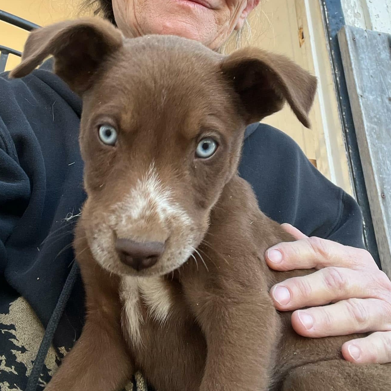 Johnny, ADOPTABLE, Puppy Male Husky.